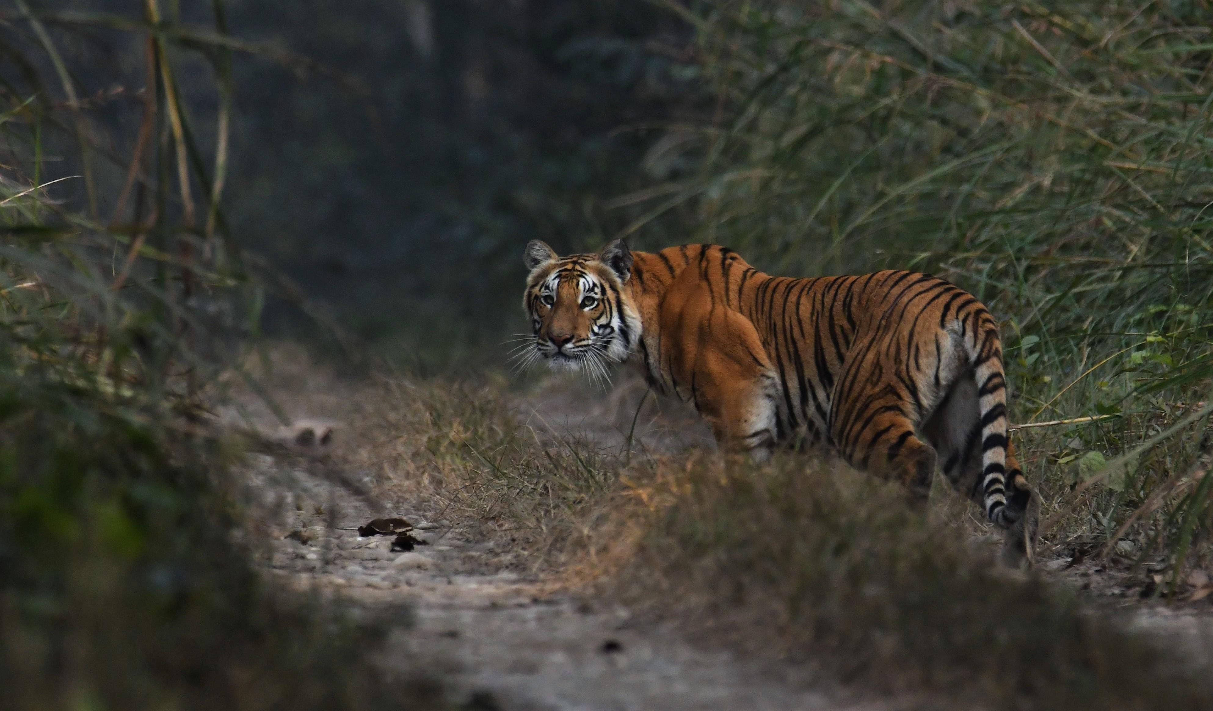 3-Day Chitwan National Park Wildlife Safari from Kathmandu or Pokhara