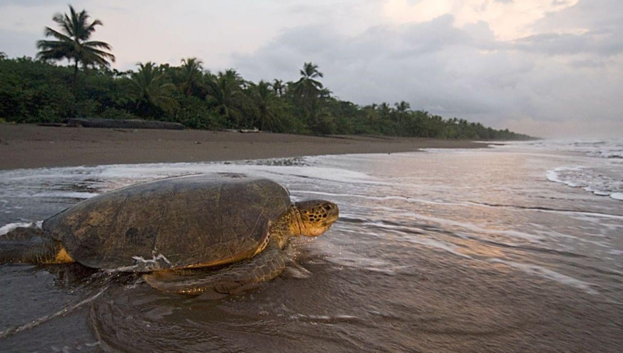 Tortuguero Night Turtle Nesting Beach Tour