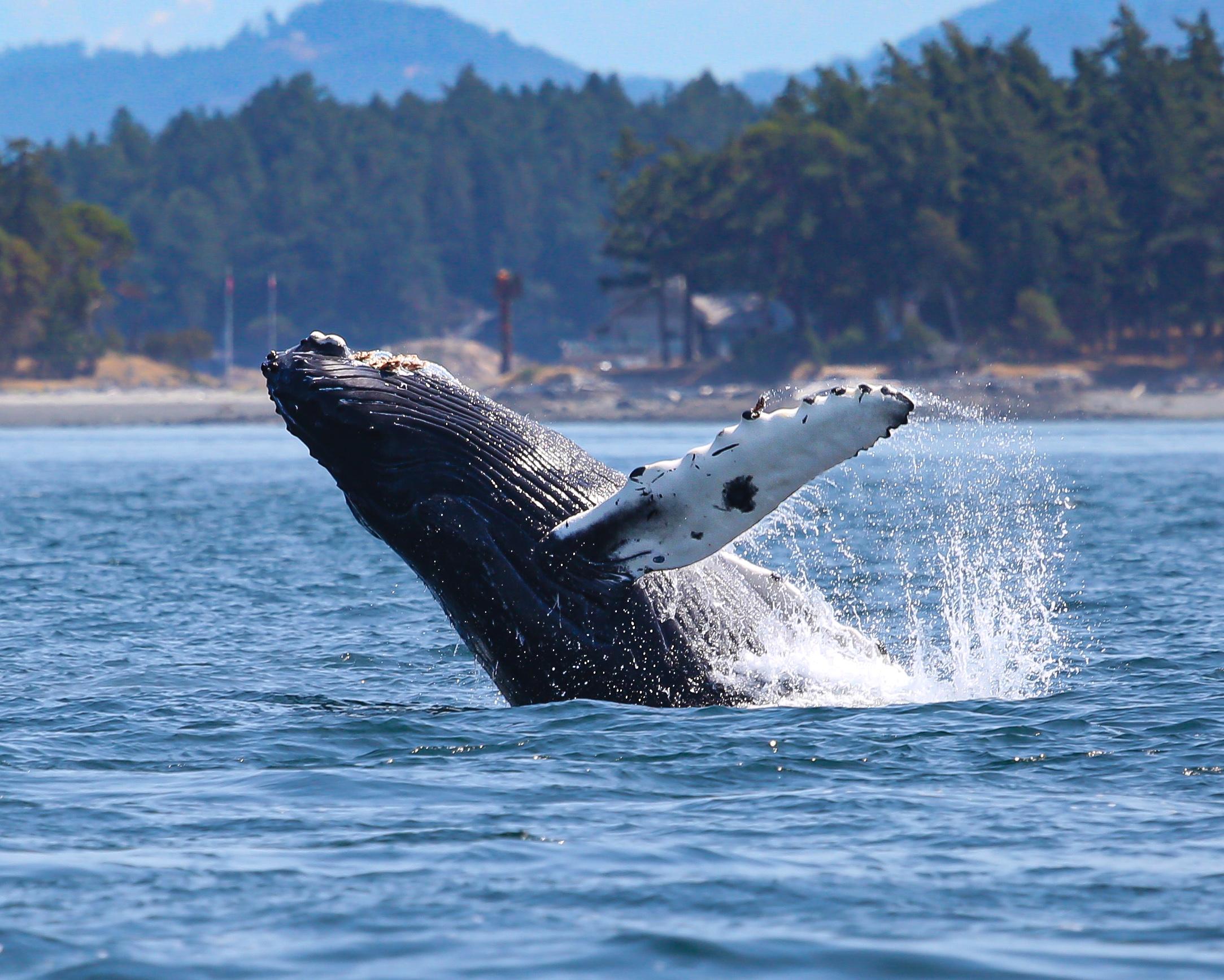 Anacortes Whale & Orca Watching Expedition