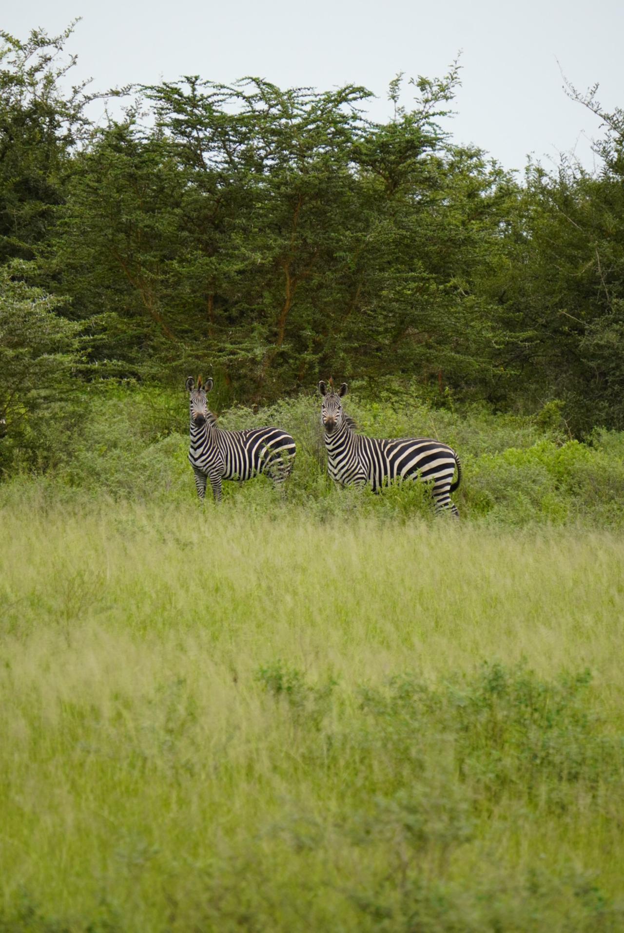 Zanzibar to Selous: Full-Day Safari with Bush Lunch (+ 2-Day Option)