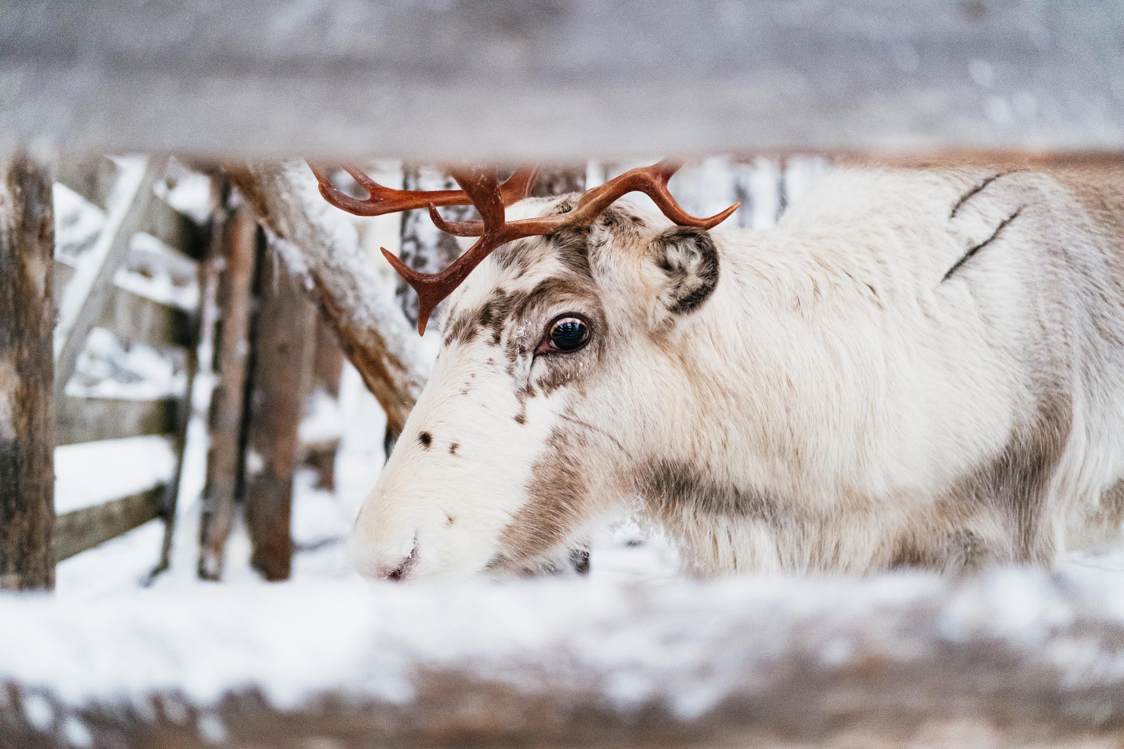 Rovaniemi Snowmobile Safari & Arctic Wildlife Day Tour