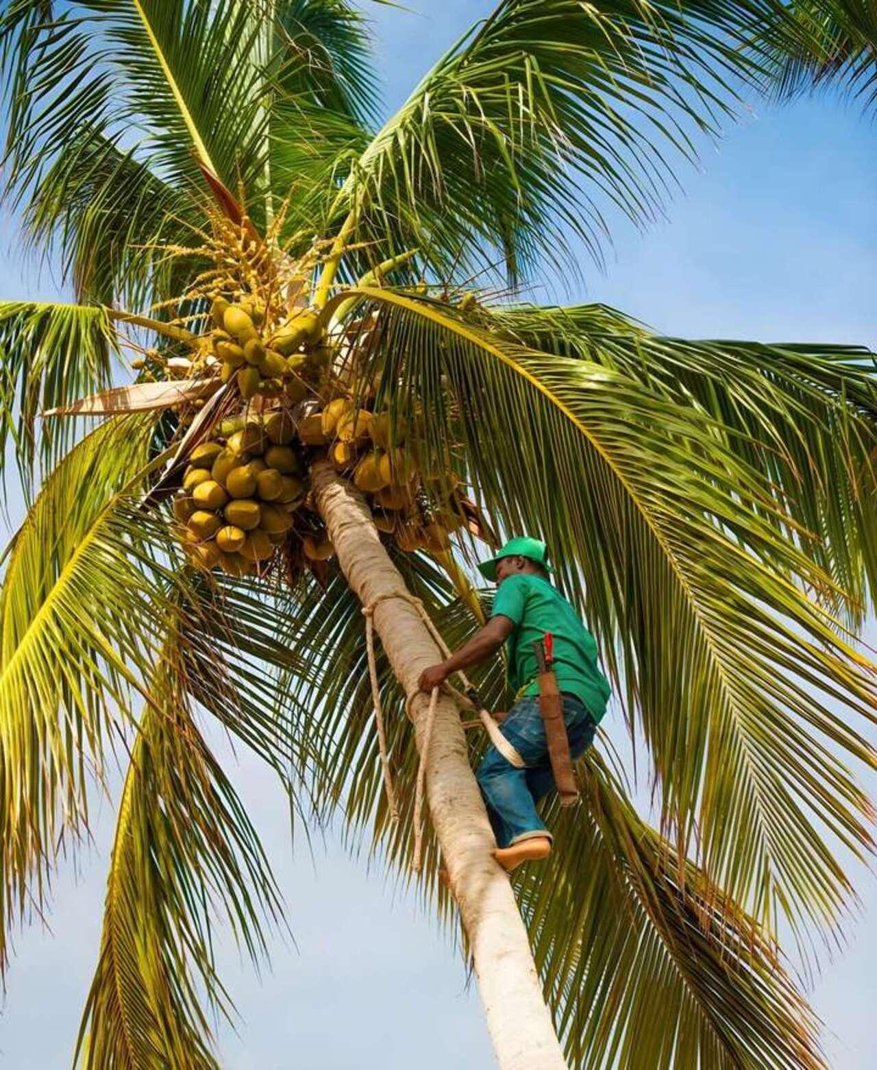 Zanzibar Spice Farm Discovery Tour