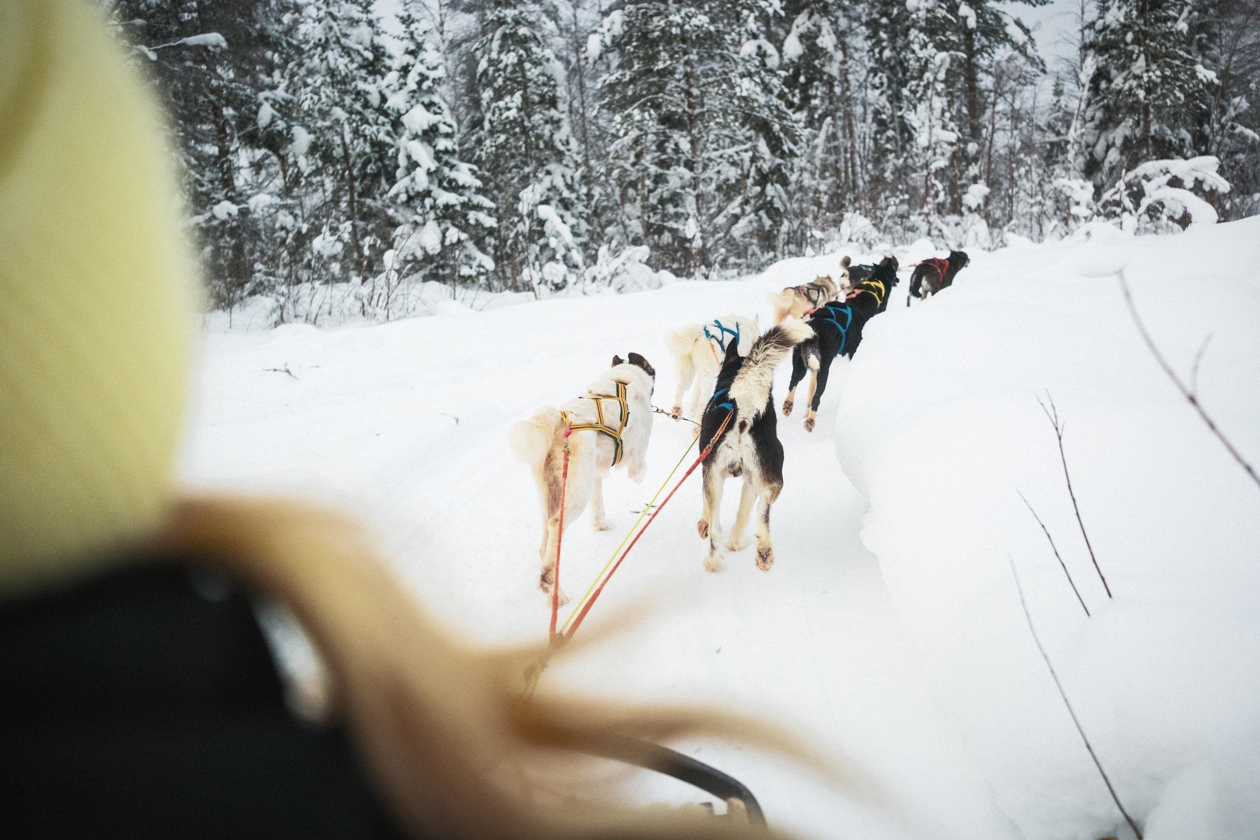 Rovaniemi Self-Drive Husky Safari – Forest Trail Adventure