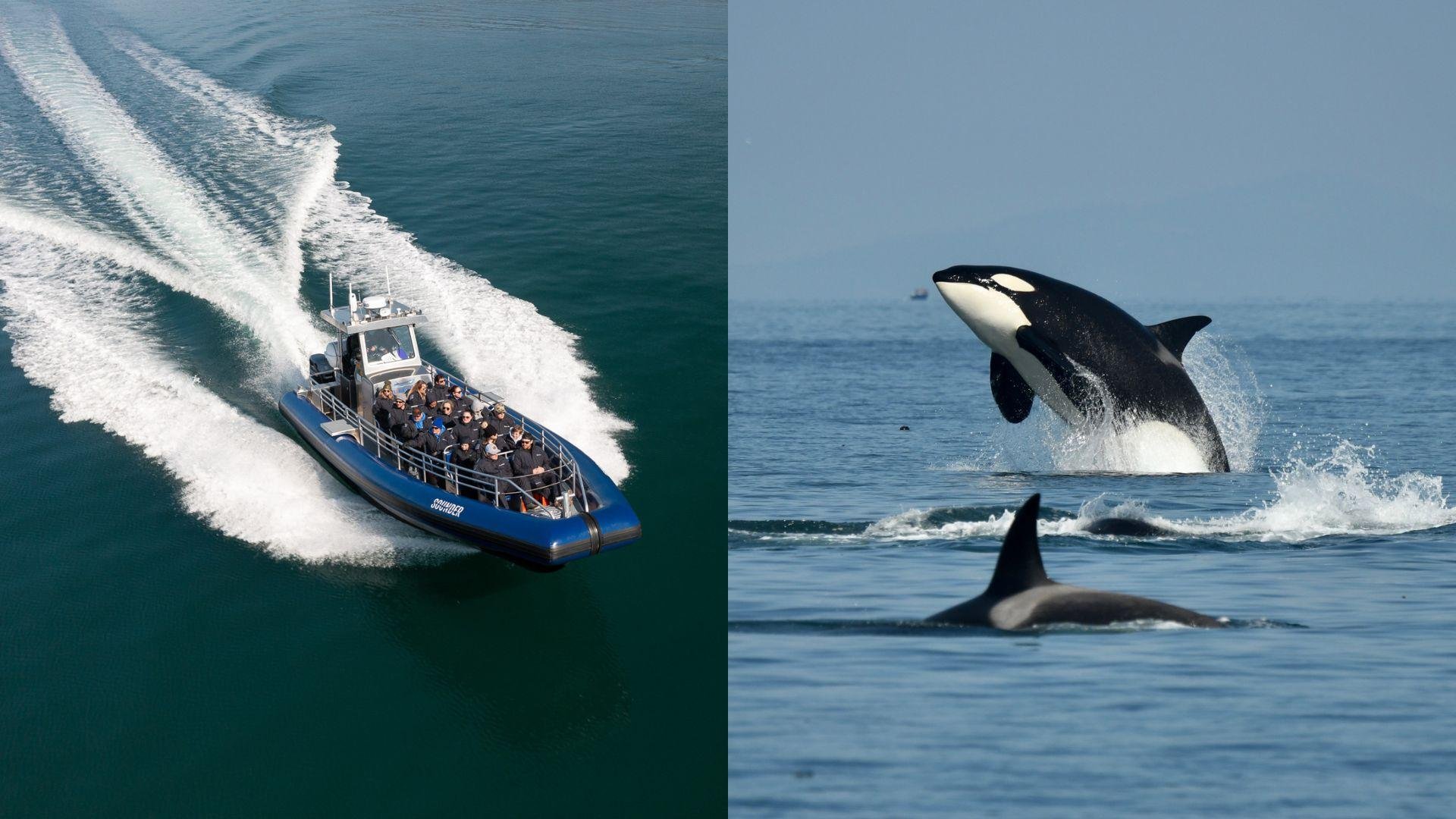 Anacortes Zodiac Whale Watching Expedition