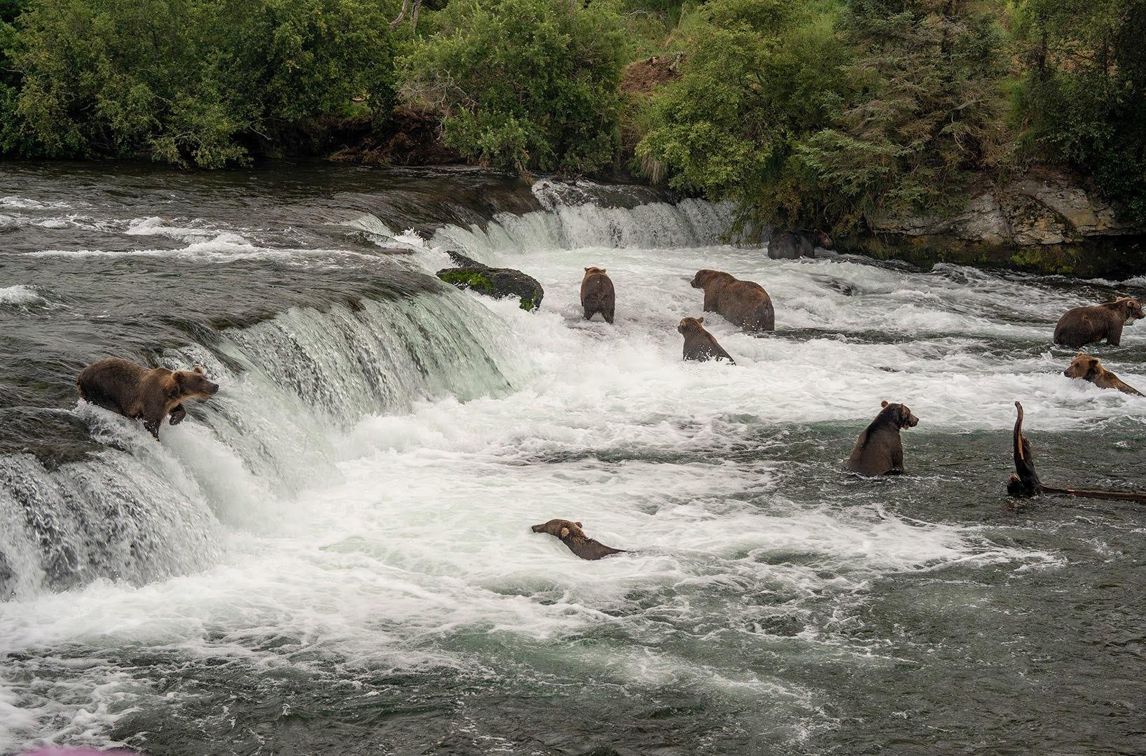 bear viewing in the Kenai Peninsula — photo 1