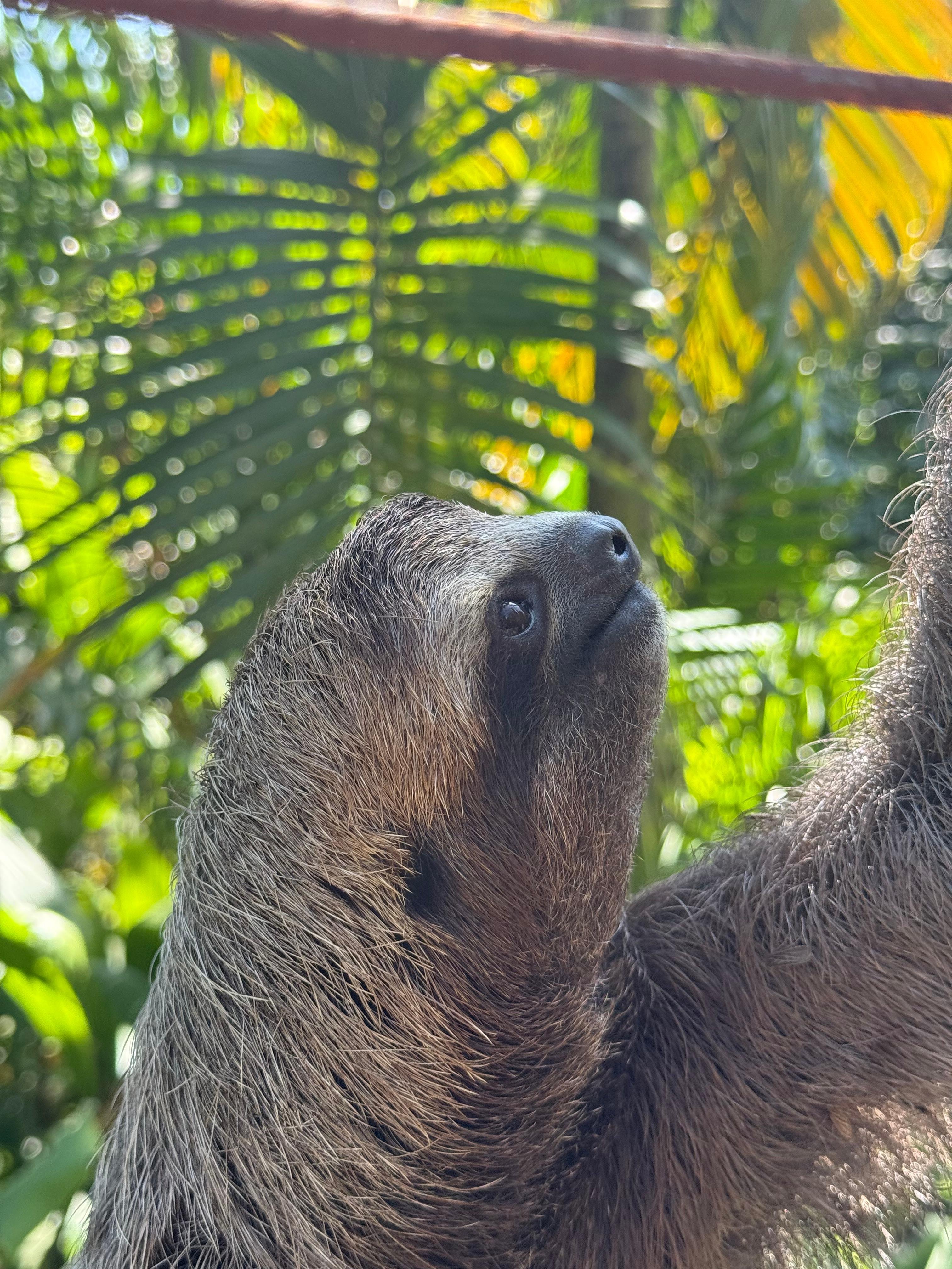 Manuel Antonio National Park: Wildlife Guided Tour with Entrance Fee