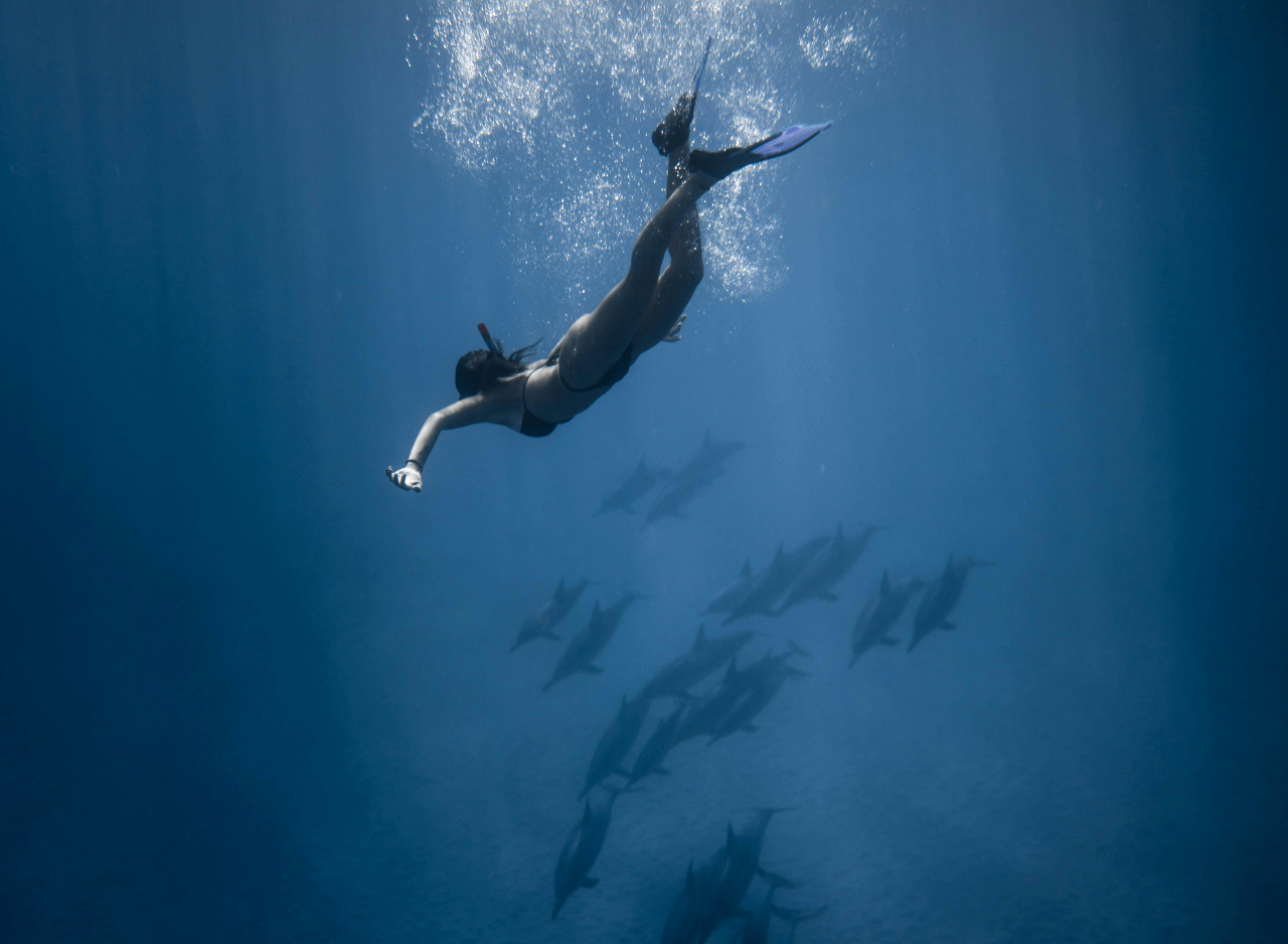 Zanzibar Dolphin Swim & Coral Reef Snorkel – Wildlife-First Half-Day Tour