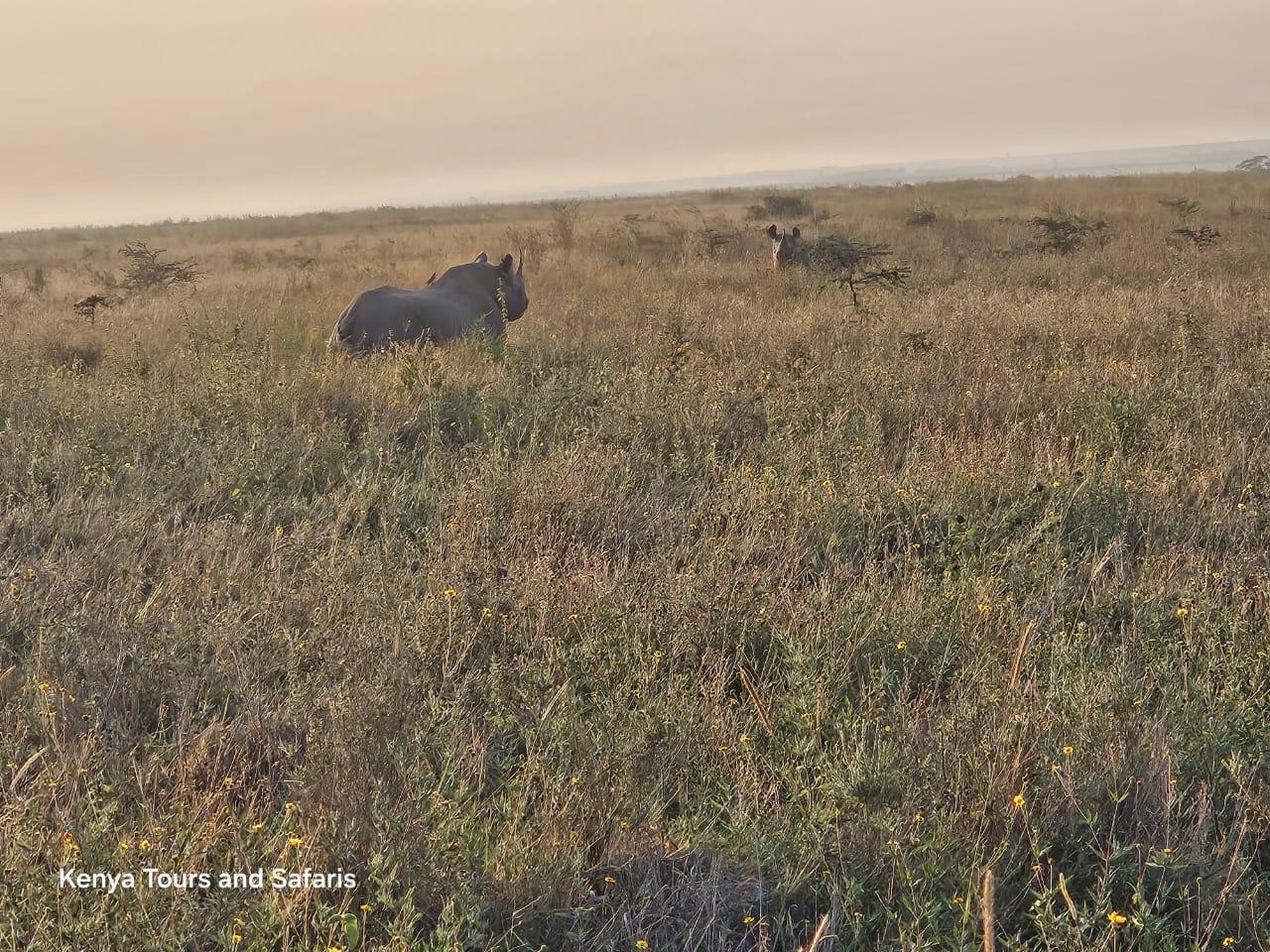 Nairobi National Park: Early Morning Guided Safari