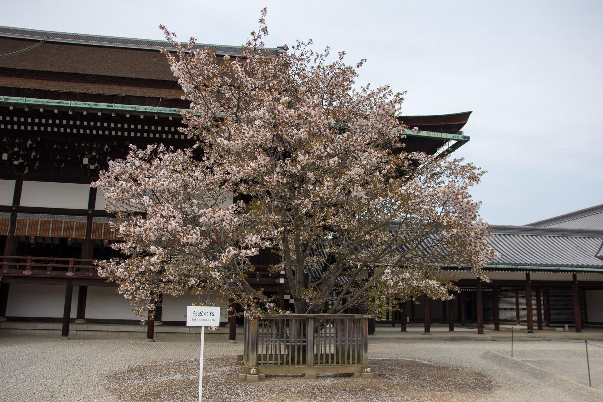 Kyoto Imperial Palace & Nijo Castle Walking Tour
