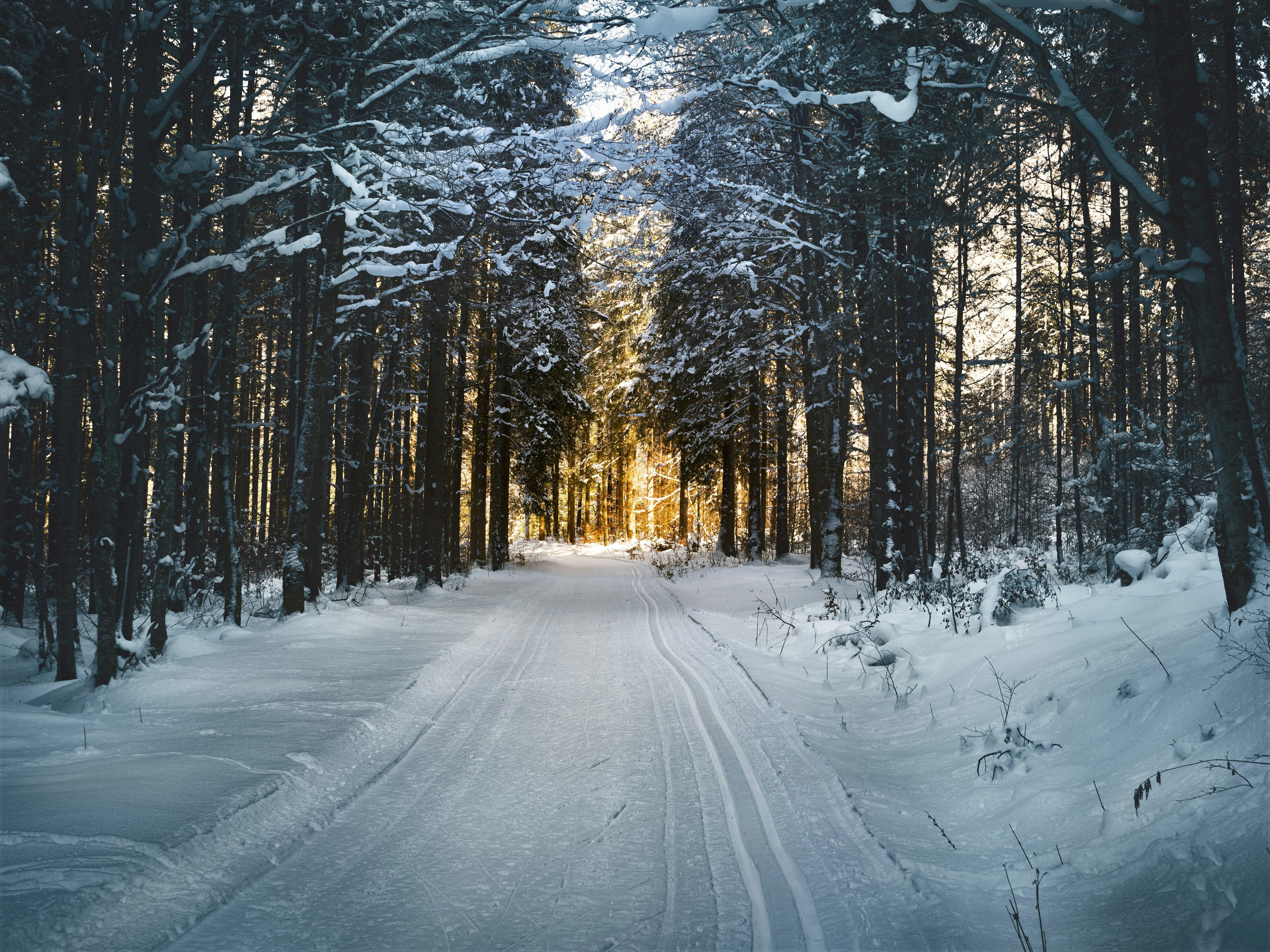 Stockholm Cross-Country Skiing Basics