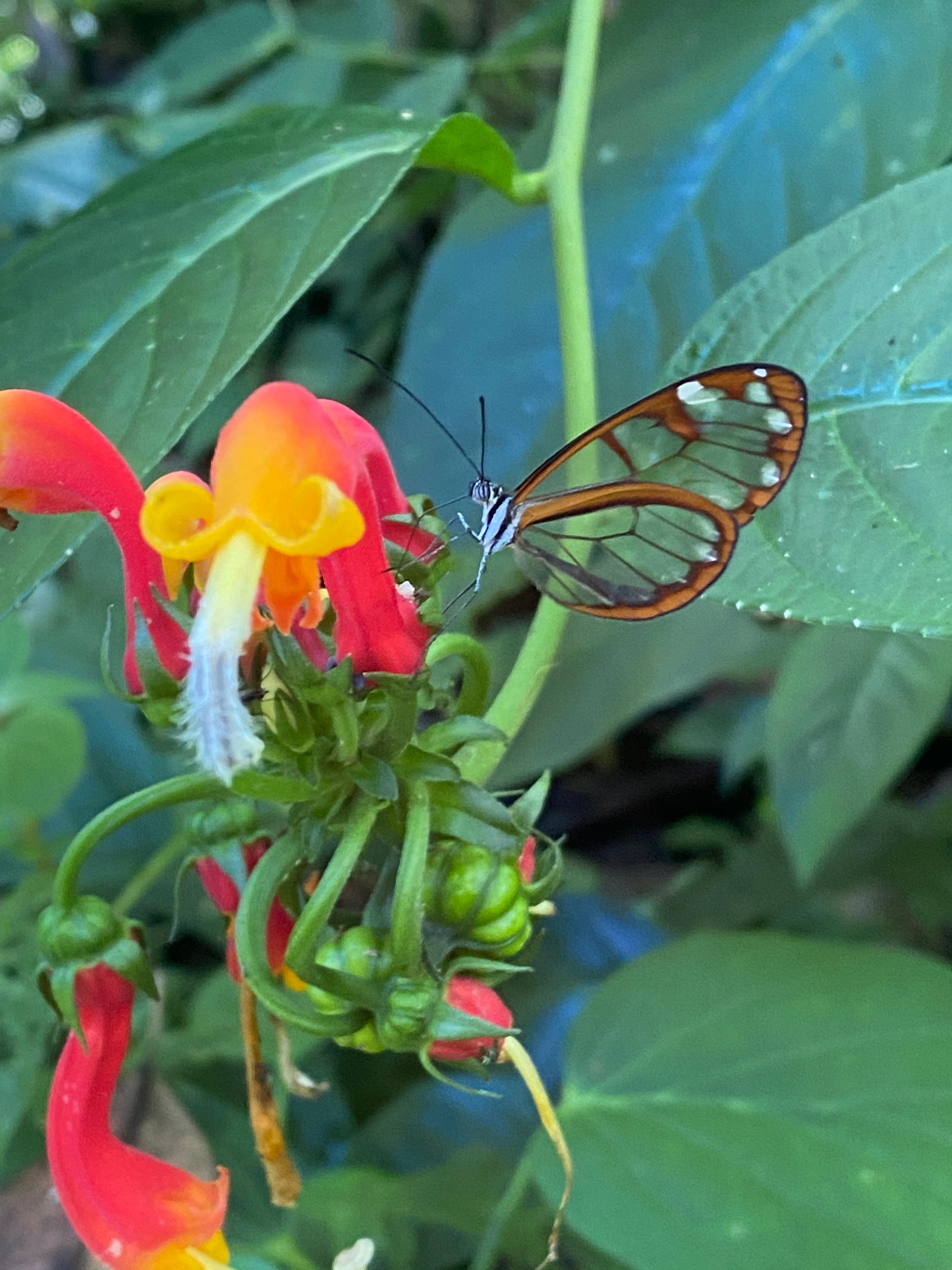 Cloud Forest Hiking Adventure in Boquete