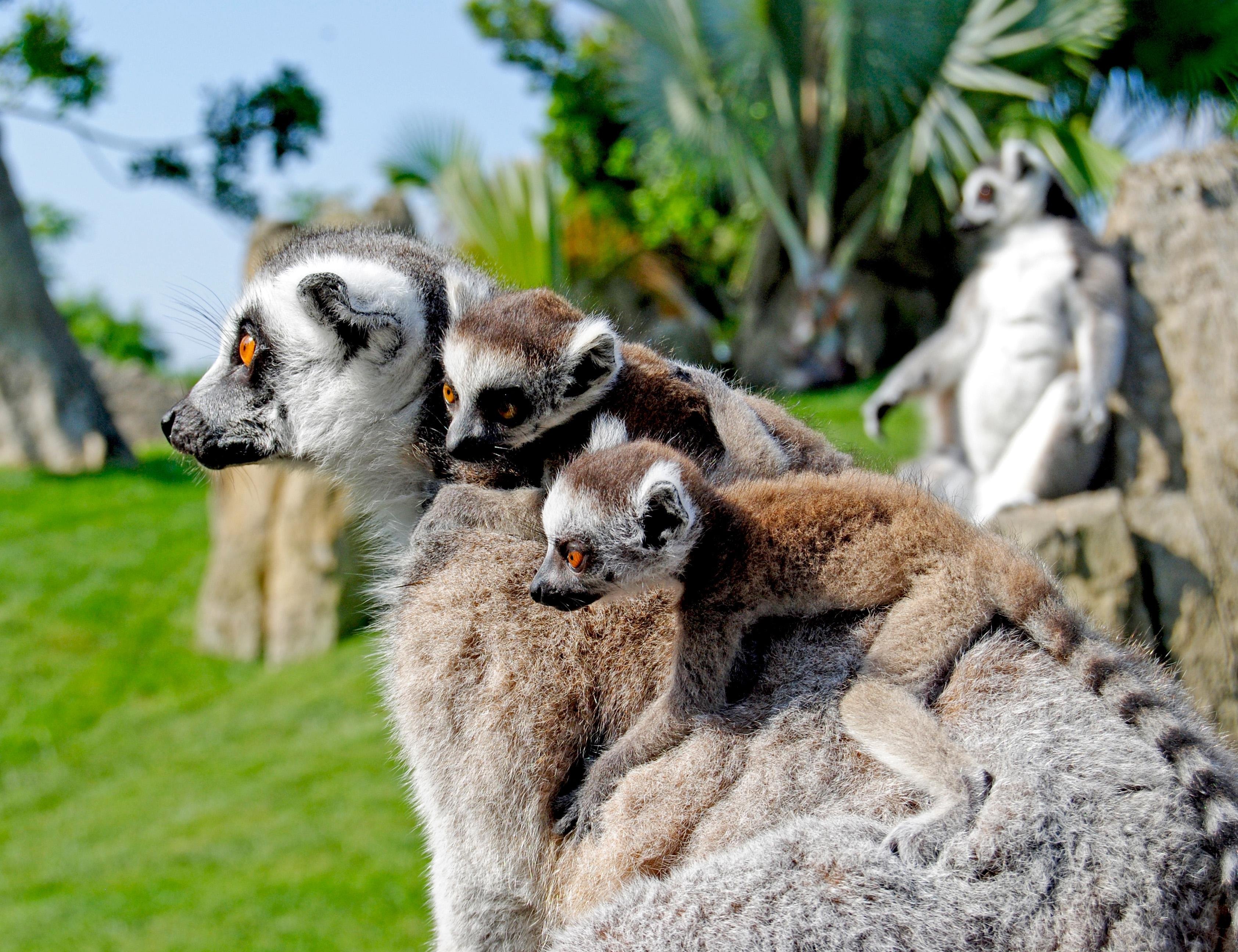 Bioparc Valencia Entry Ticket