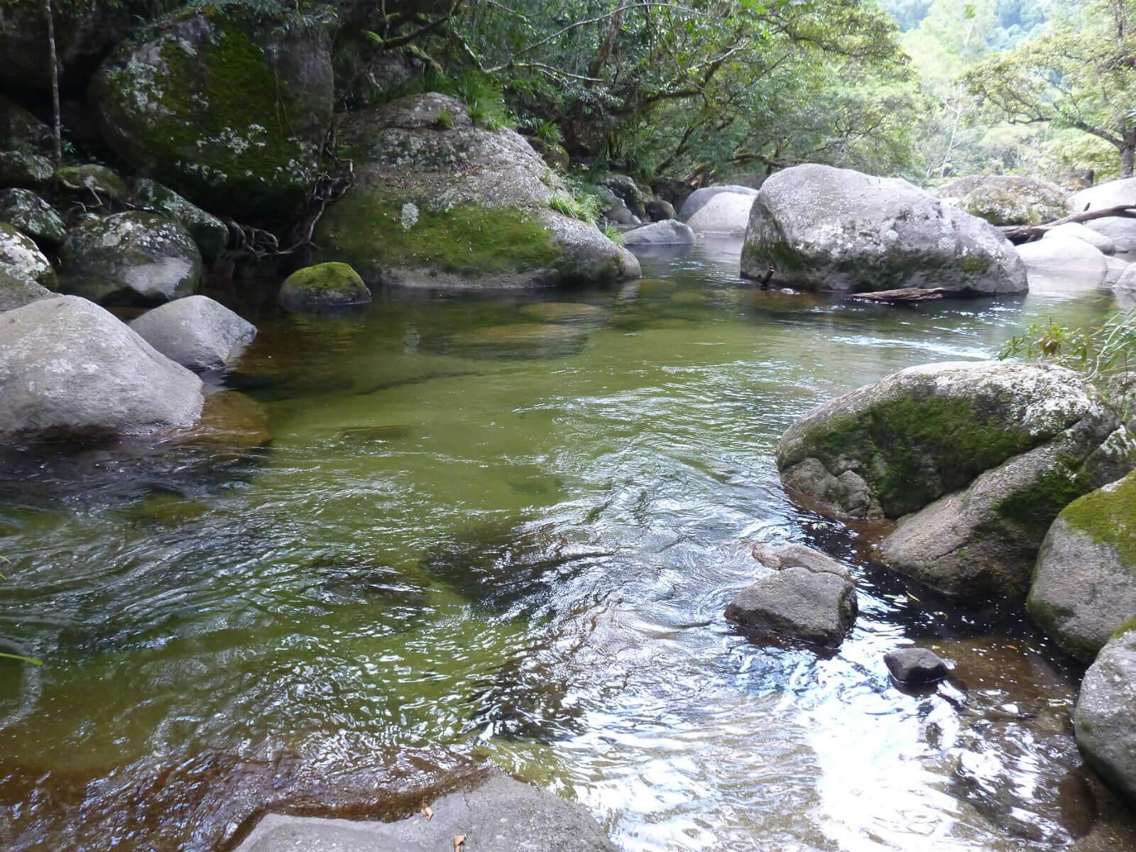 Daintree Rainforest & River Wildlife Cruise