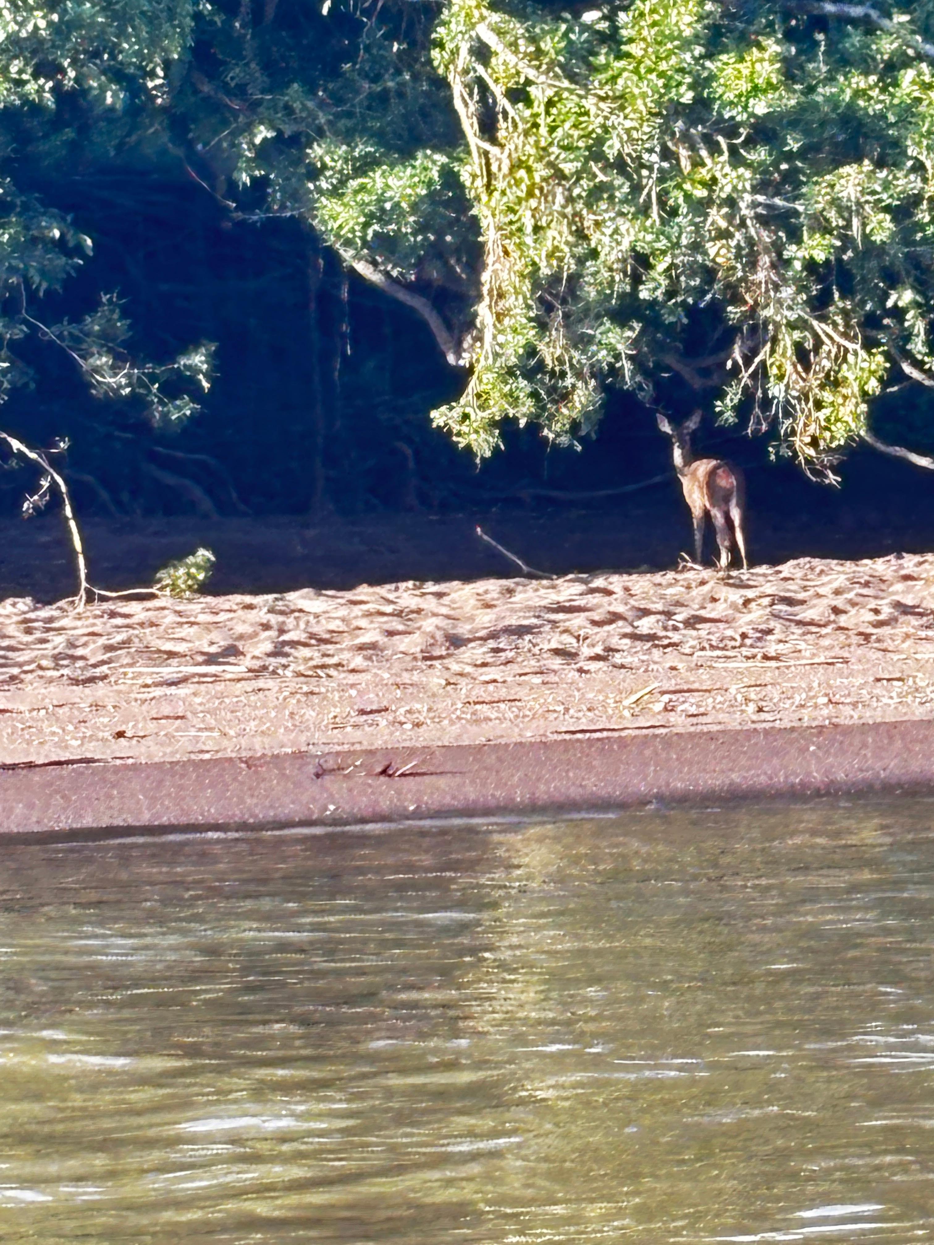 Tortuguero 2-Day Eco Adventure: Canoe, Jaguar Trail, Night Walk & Turtle Nesting