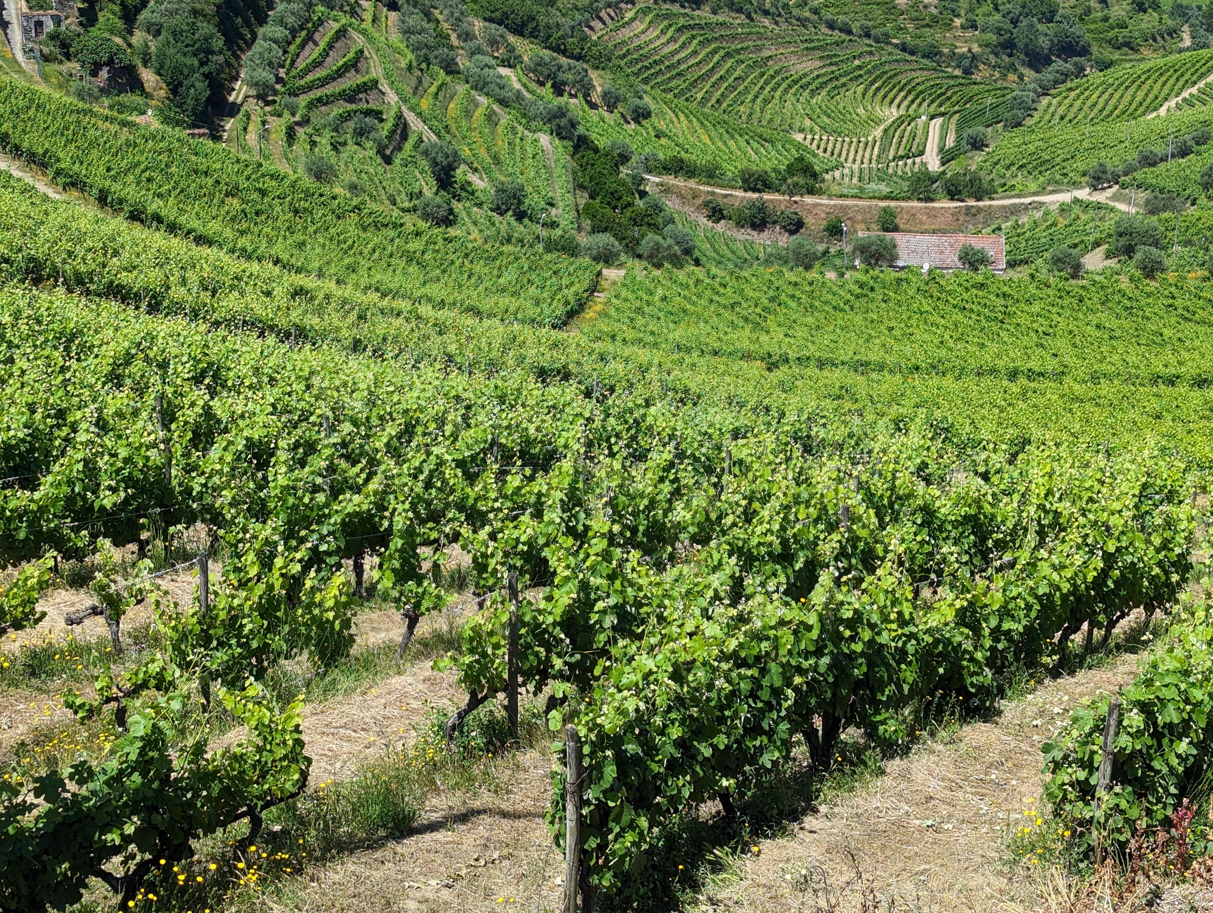 Porto: Douro Valley & Vinho Verde Day Tour with Tastings, Lunch & Boat Cruise