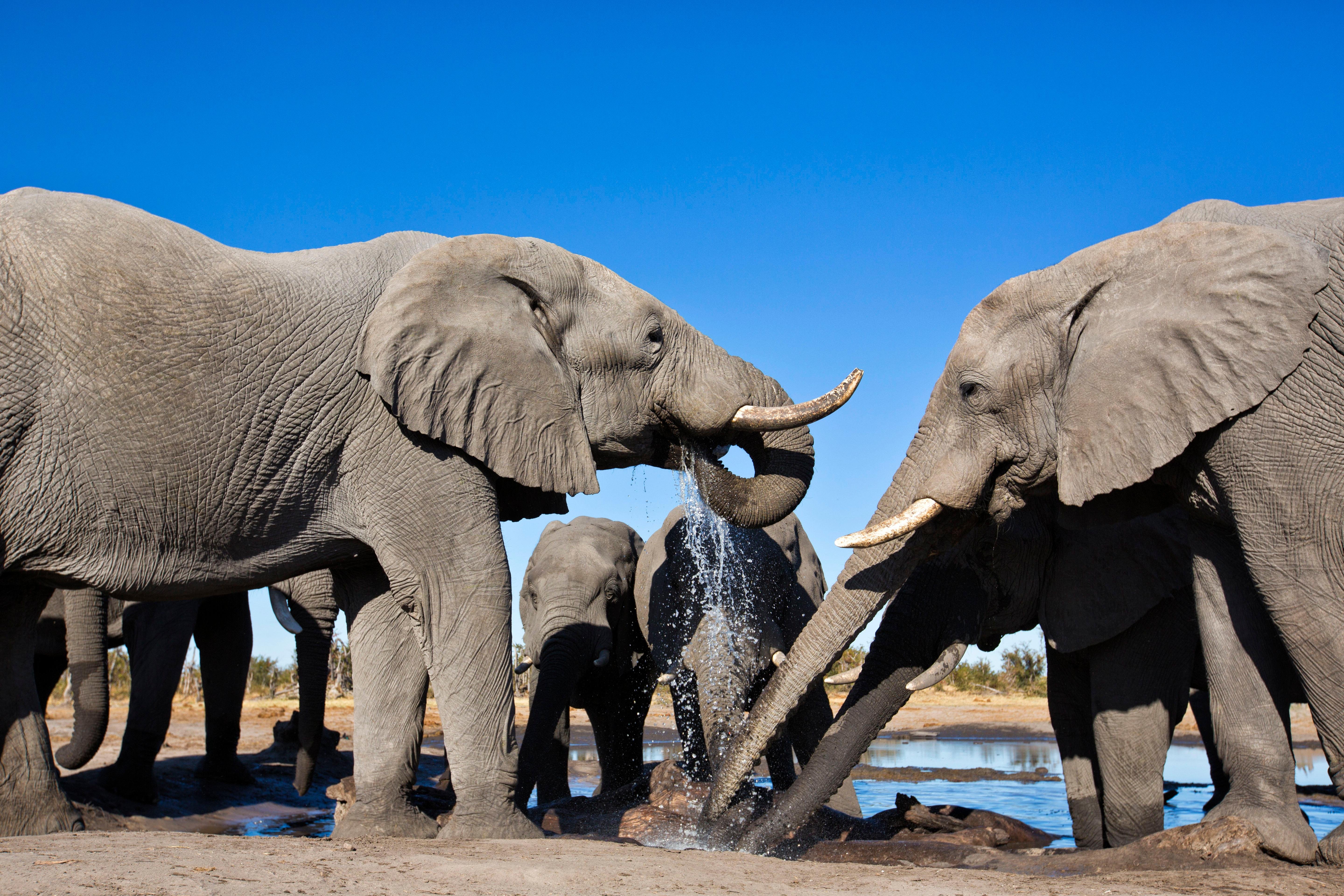 5-Day Private Etosha National Park Safari from Windhoek