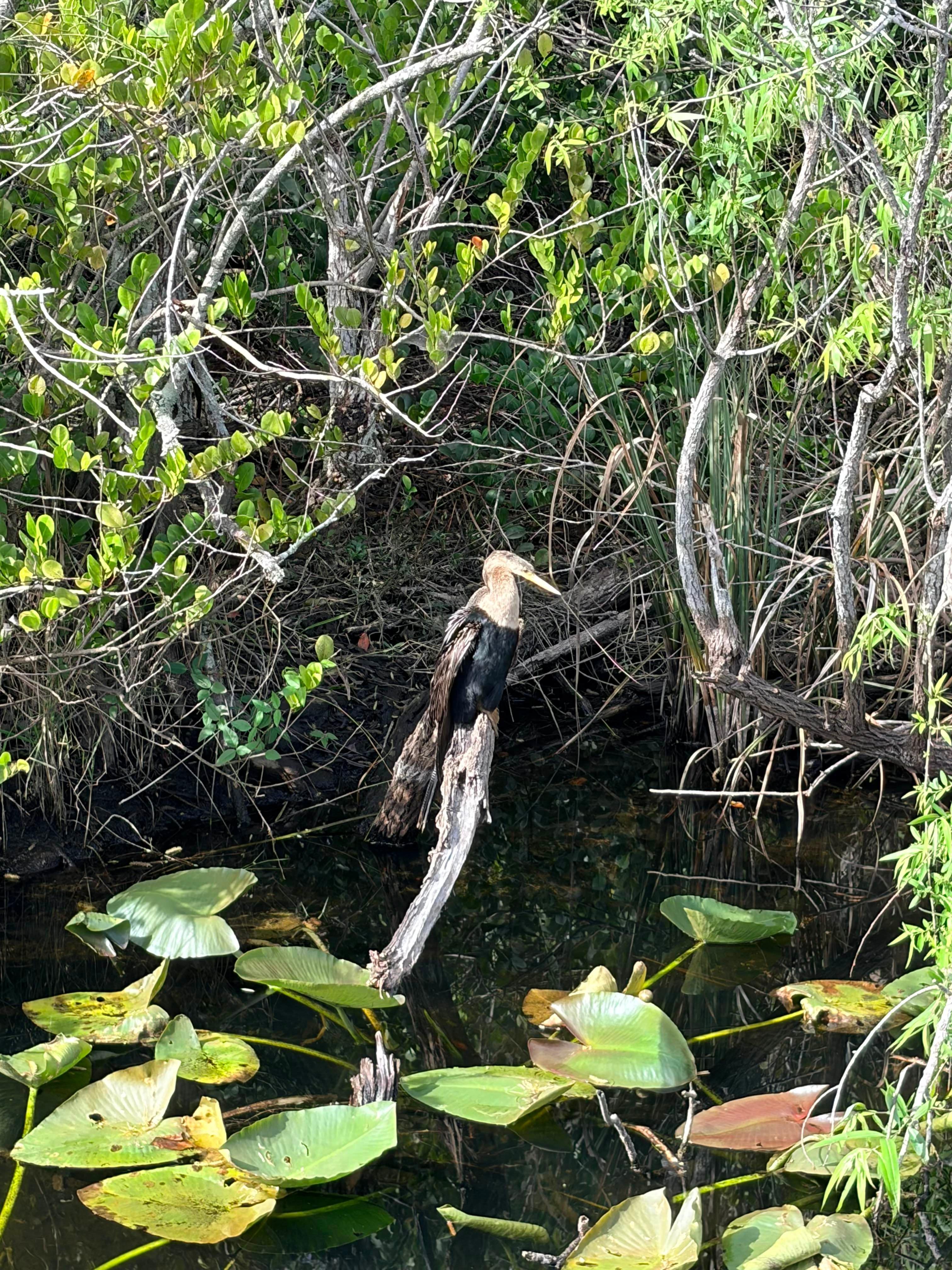 Everglades E-Bike & Wildlife Expedition from Miami