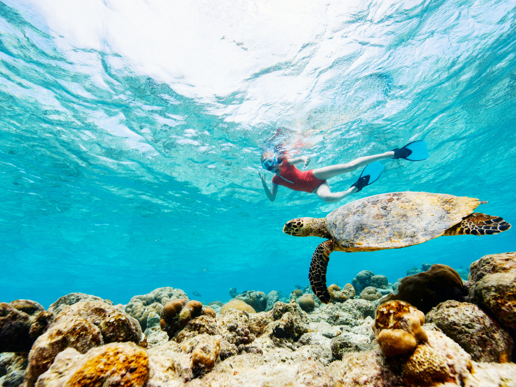 Koh Tao and Nangyuan Snorkeling Speedboat Adventure from Samui