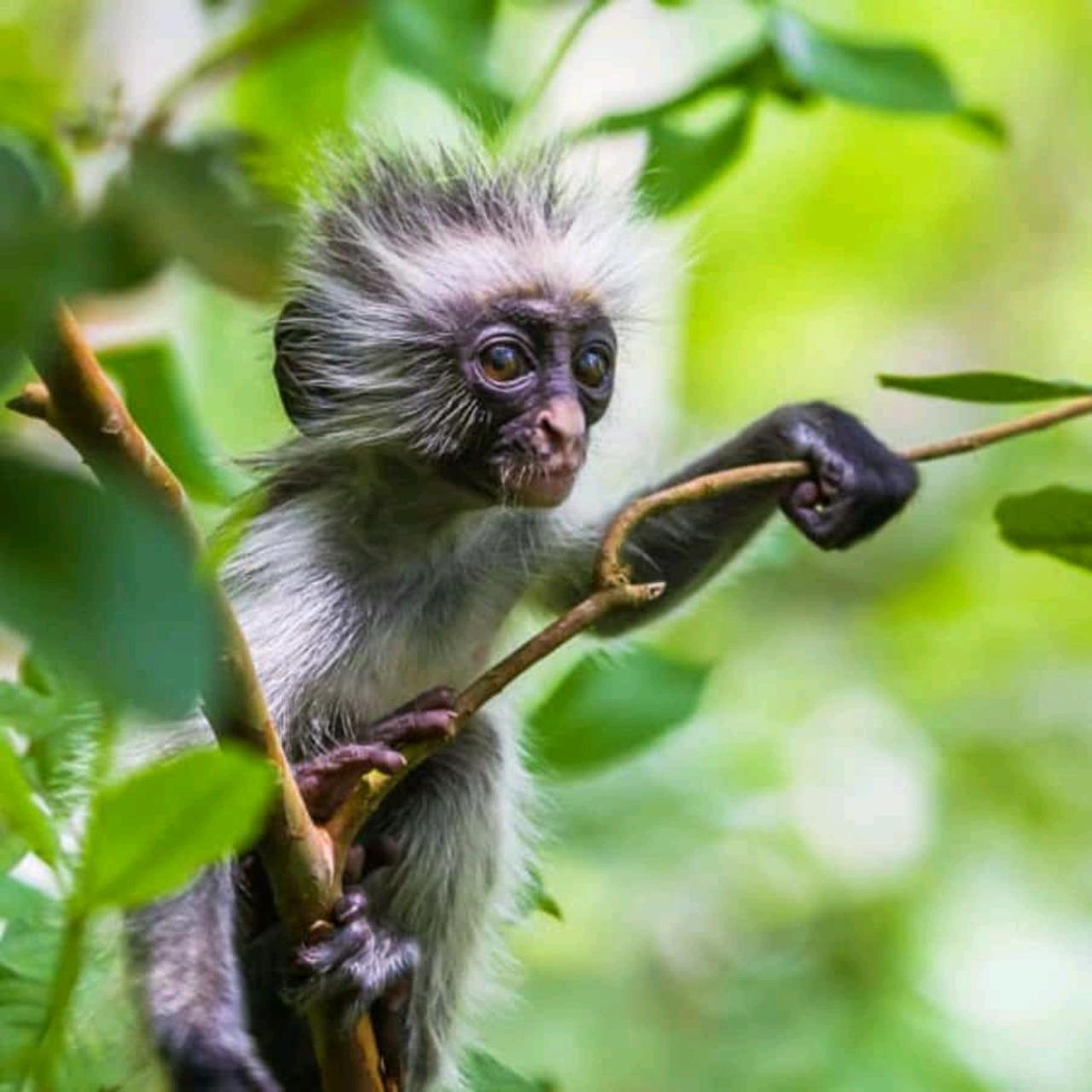Zanzibar Jozani Forest Wildlife & Nature Tour