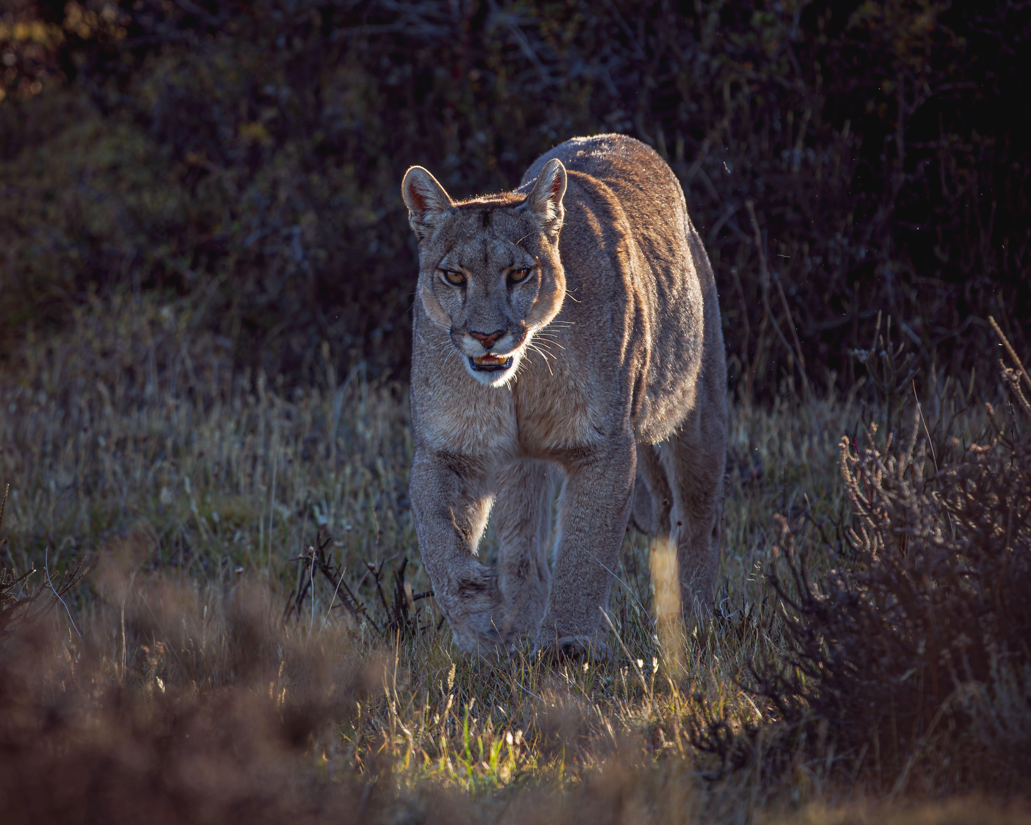 Patagonian Puma Tracking Expedition: Torres del Paine