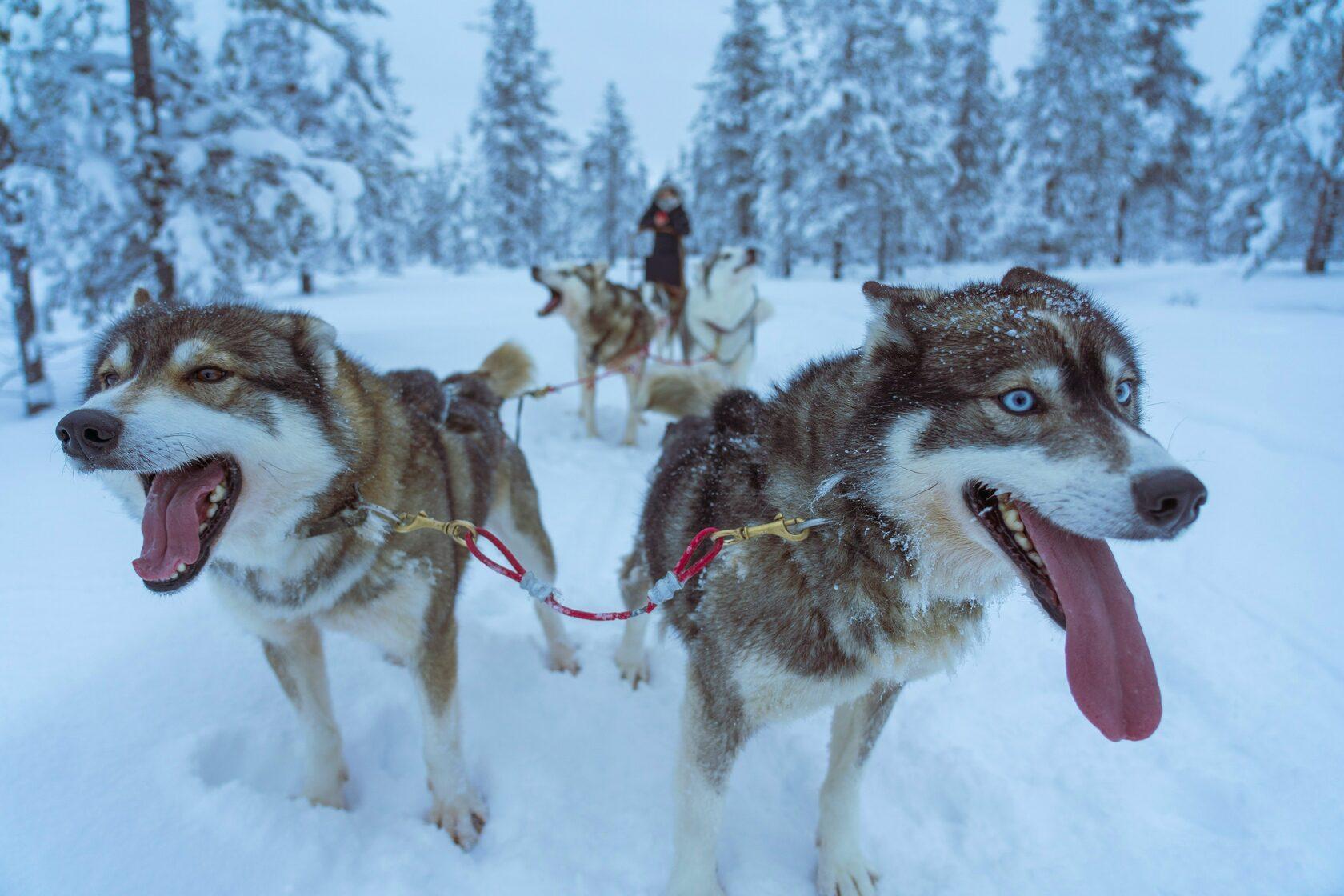 Rovaniemi Private Husky Safari with Sled Ride & Hot Drinks
