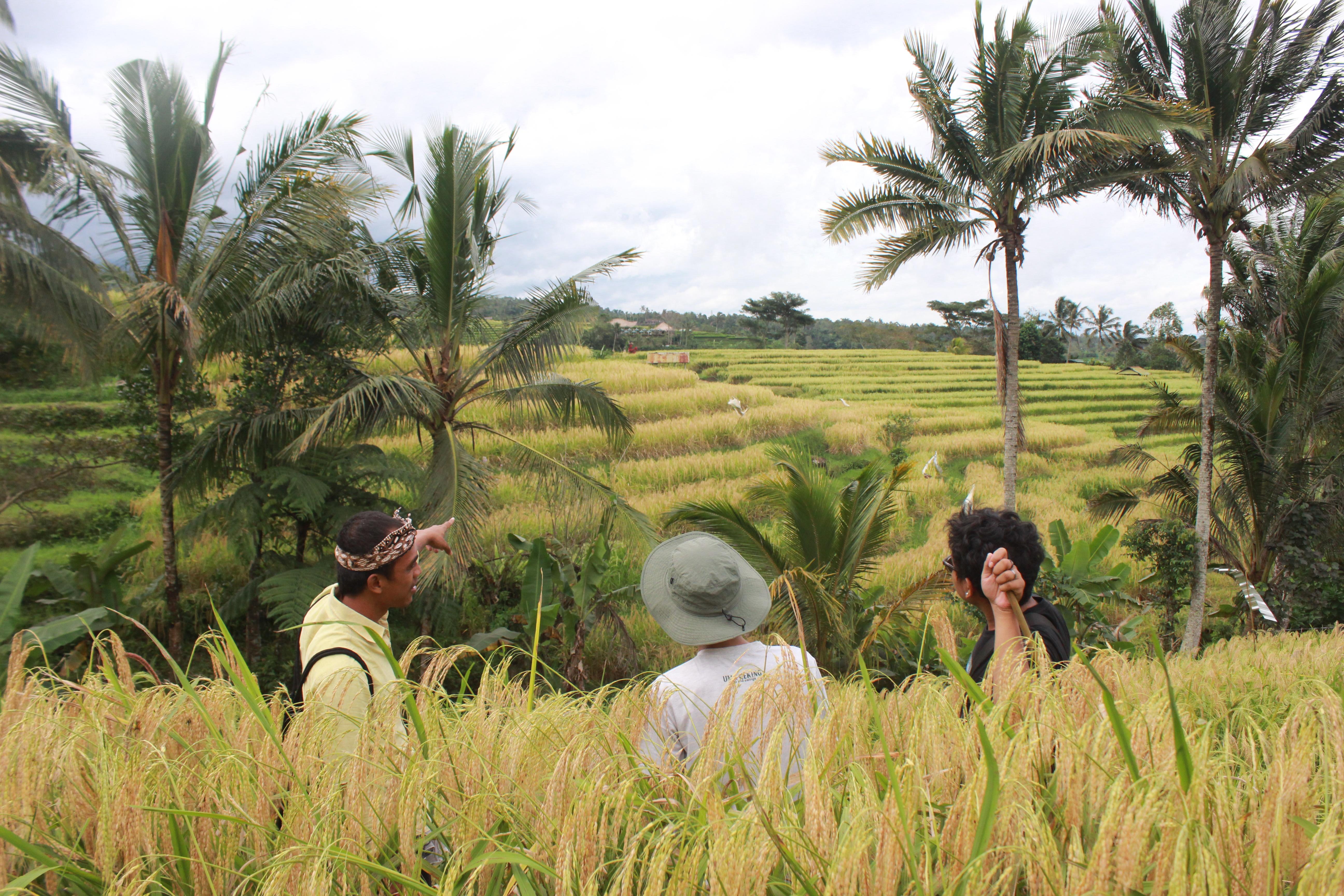 Ubud Cultural Discovery: Sacred Springs, Rice Terraces & Waterfalls