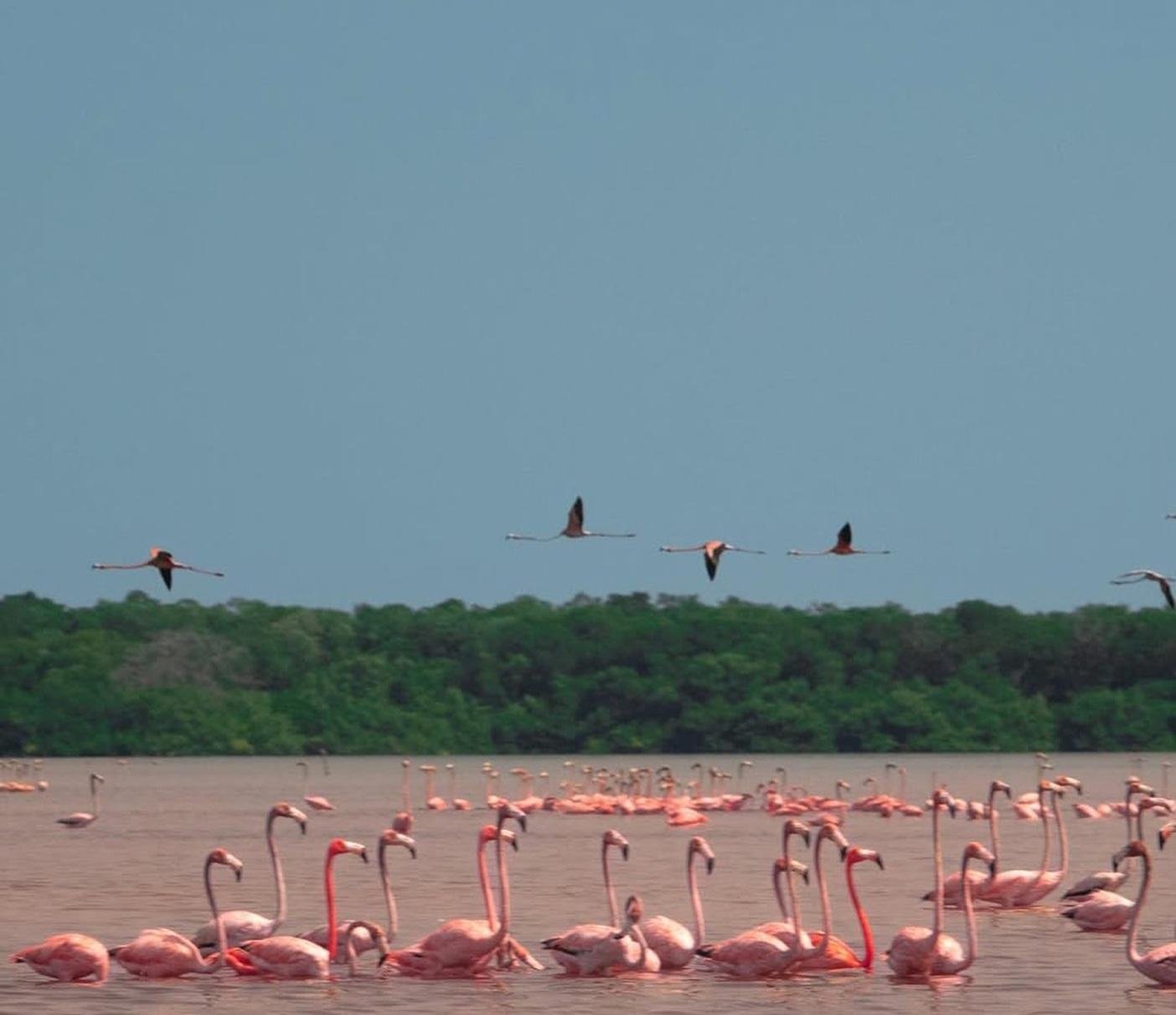 Celestún Flamingo & Mangrove Expedition from Mérida