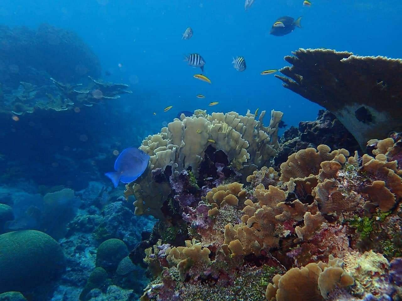 Roatan Reef Snorkeling & Beach Escape