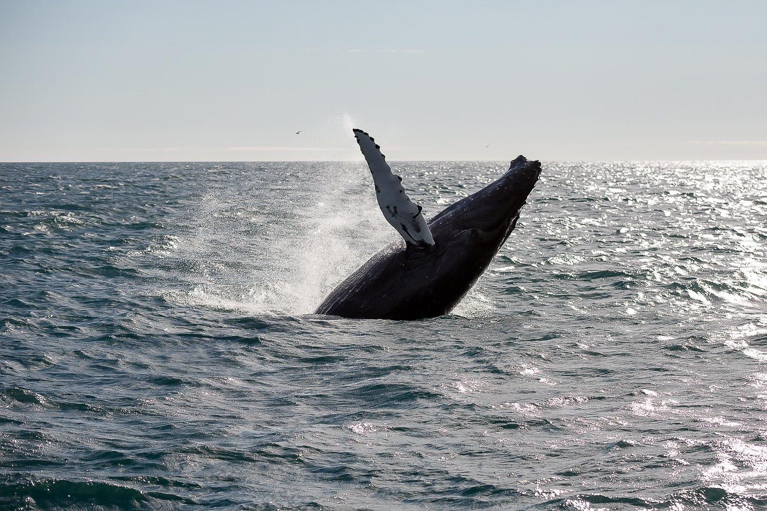 Reykjavik Whale Watching Experience