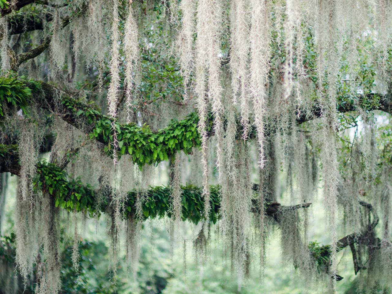 Savannah: Bonaventure Cemetery Tour