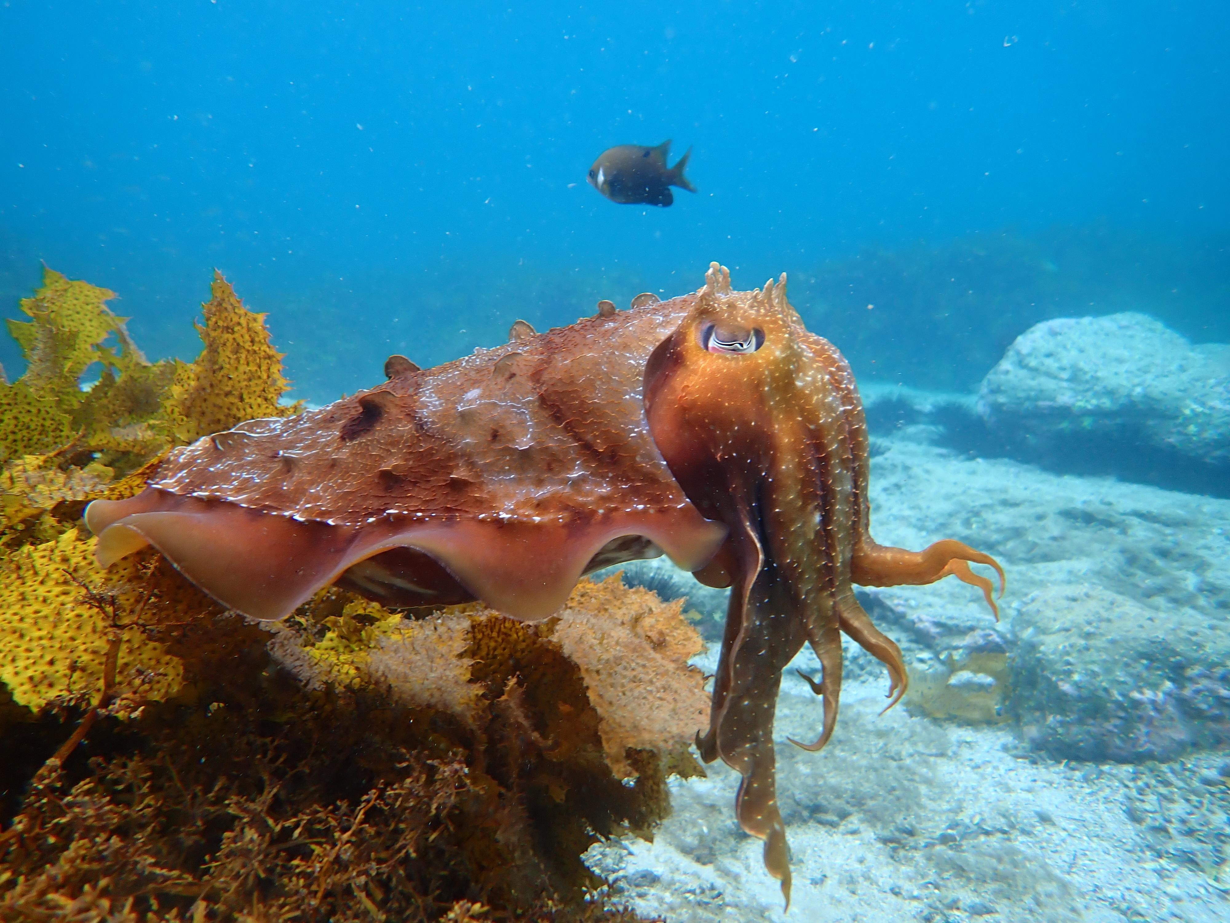 Jervis Bay Guided Snorkelling Adventure