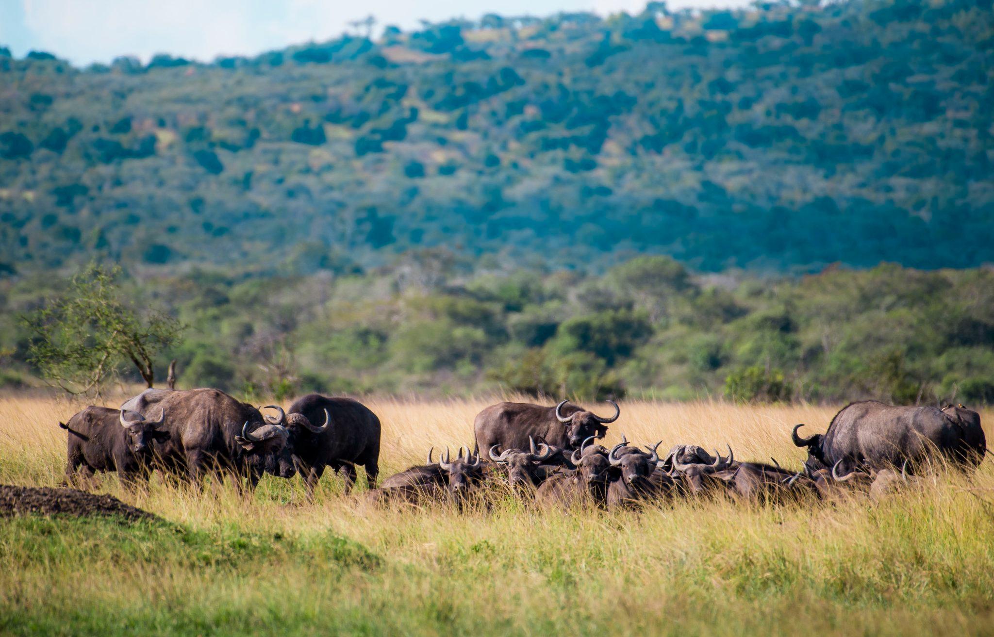 Akagera National Park Premium Safari with Lake Cruise