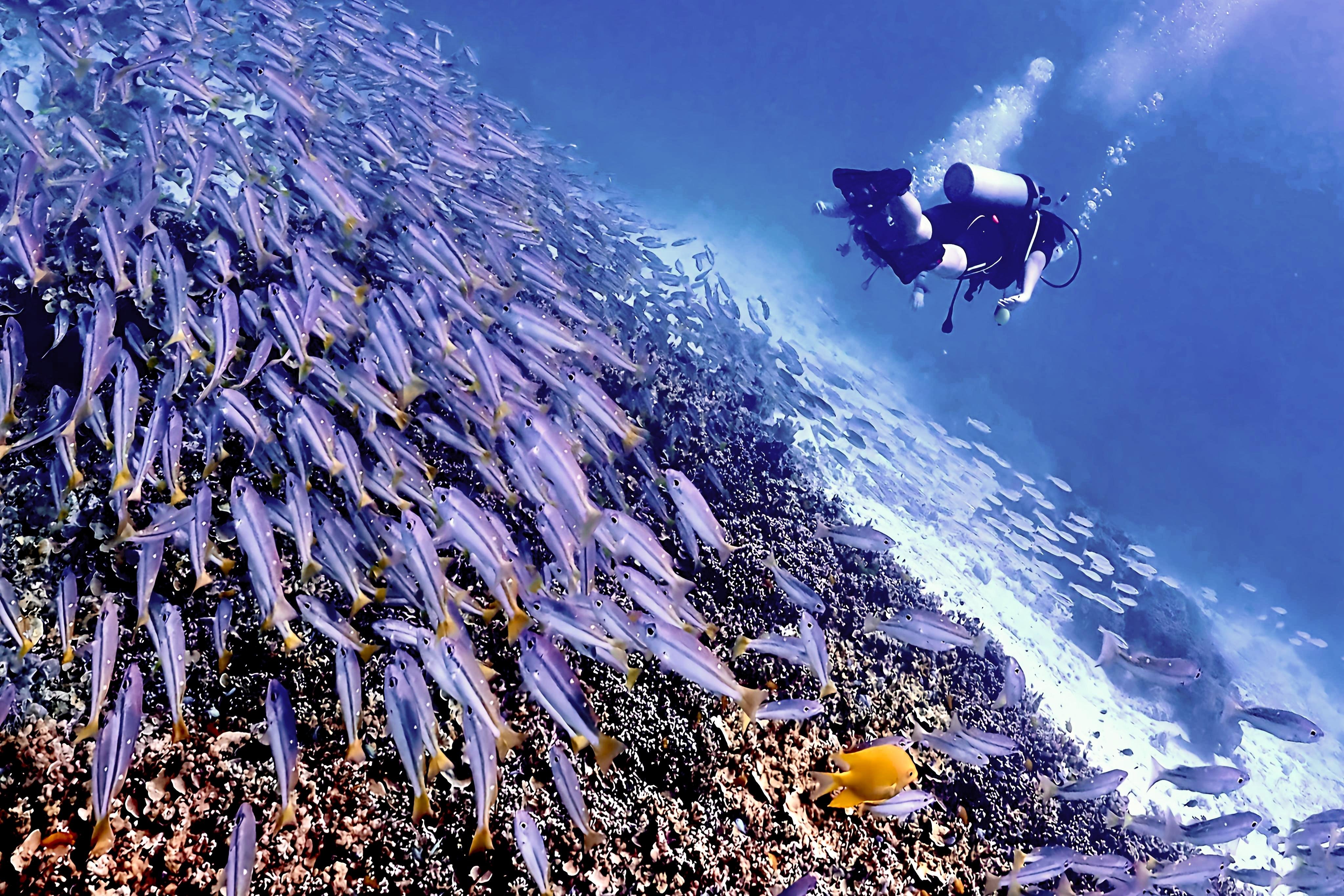 Phuket: Racha & Maiton Islands Scuba Diving for All Levels