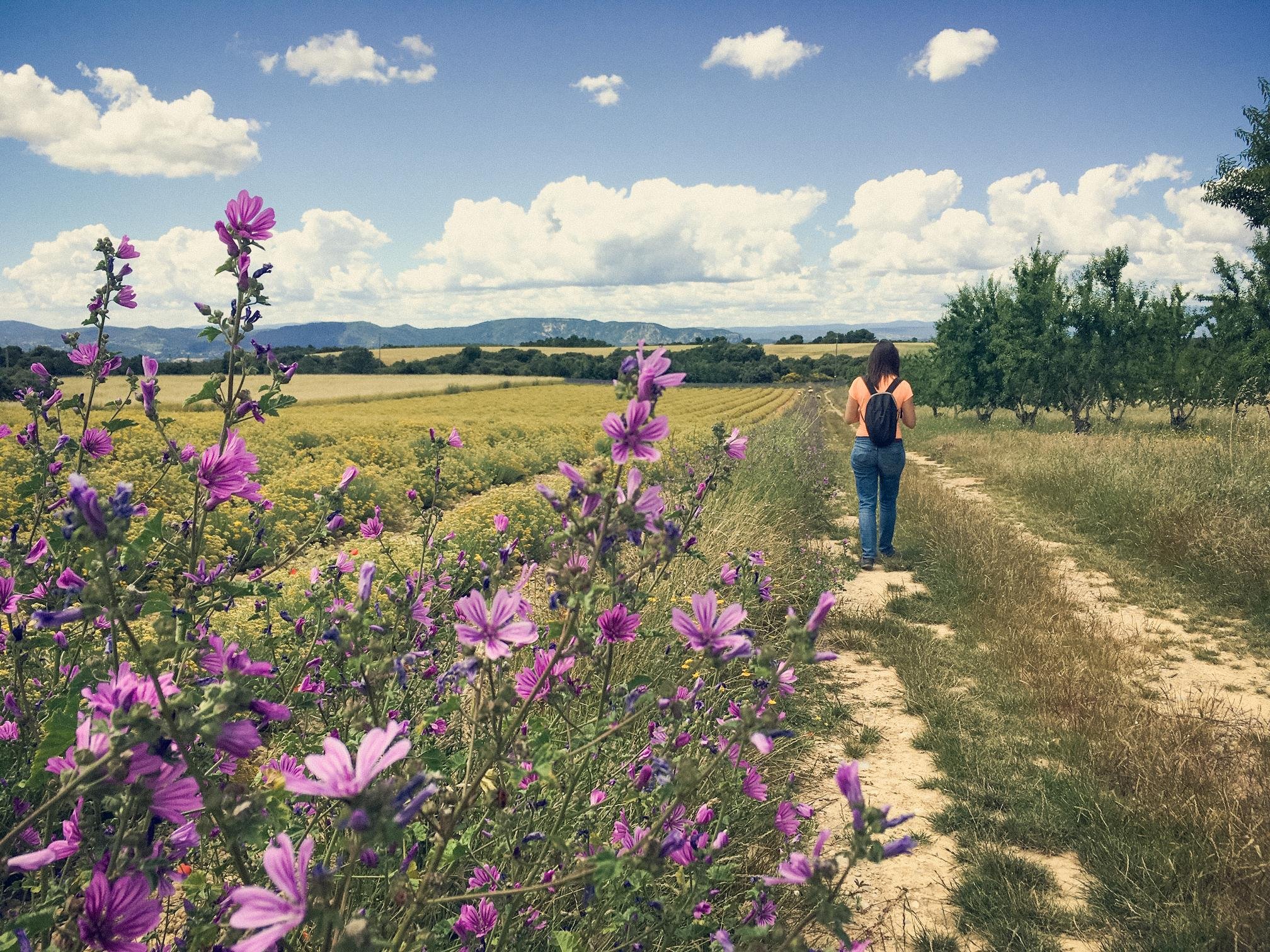 Valensole lavender fields in Provence — guided lavender tour photo 1