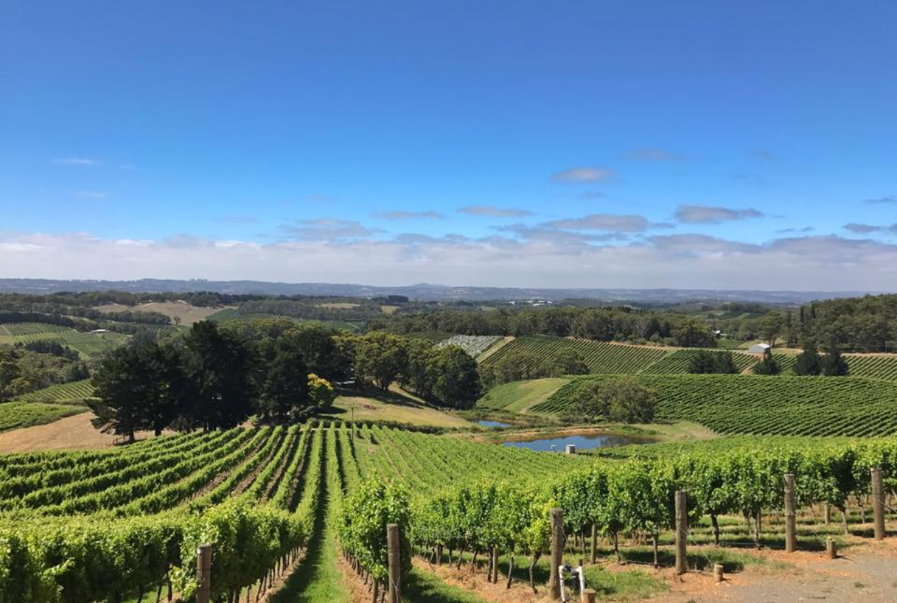 Barossa Valley Gourmet Food & Wine Discovery