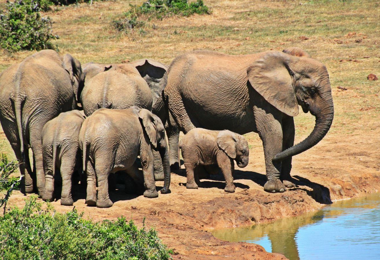 Full-Day Safari at Hluhluwe-iMfolozi Game Reserve