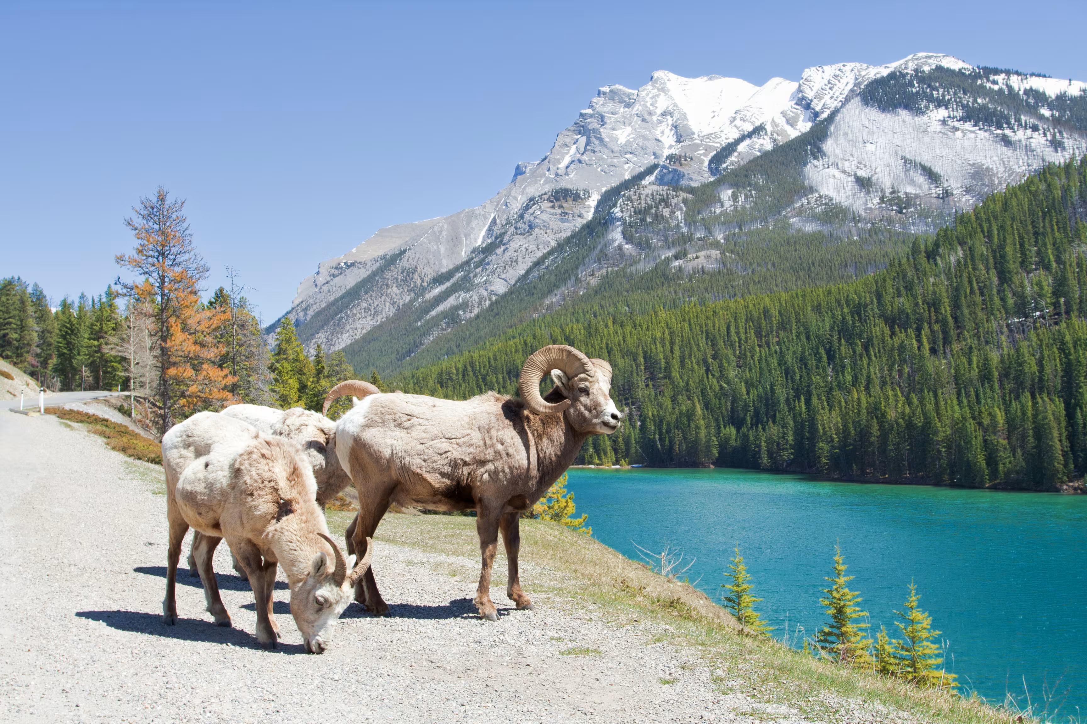 Lake Louise red canoe turquoise glacial water Victoria Glacier Banff National Park — image 11