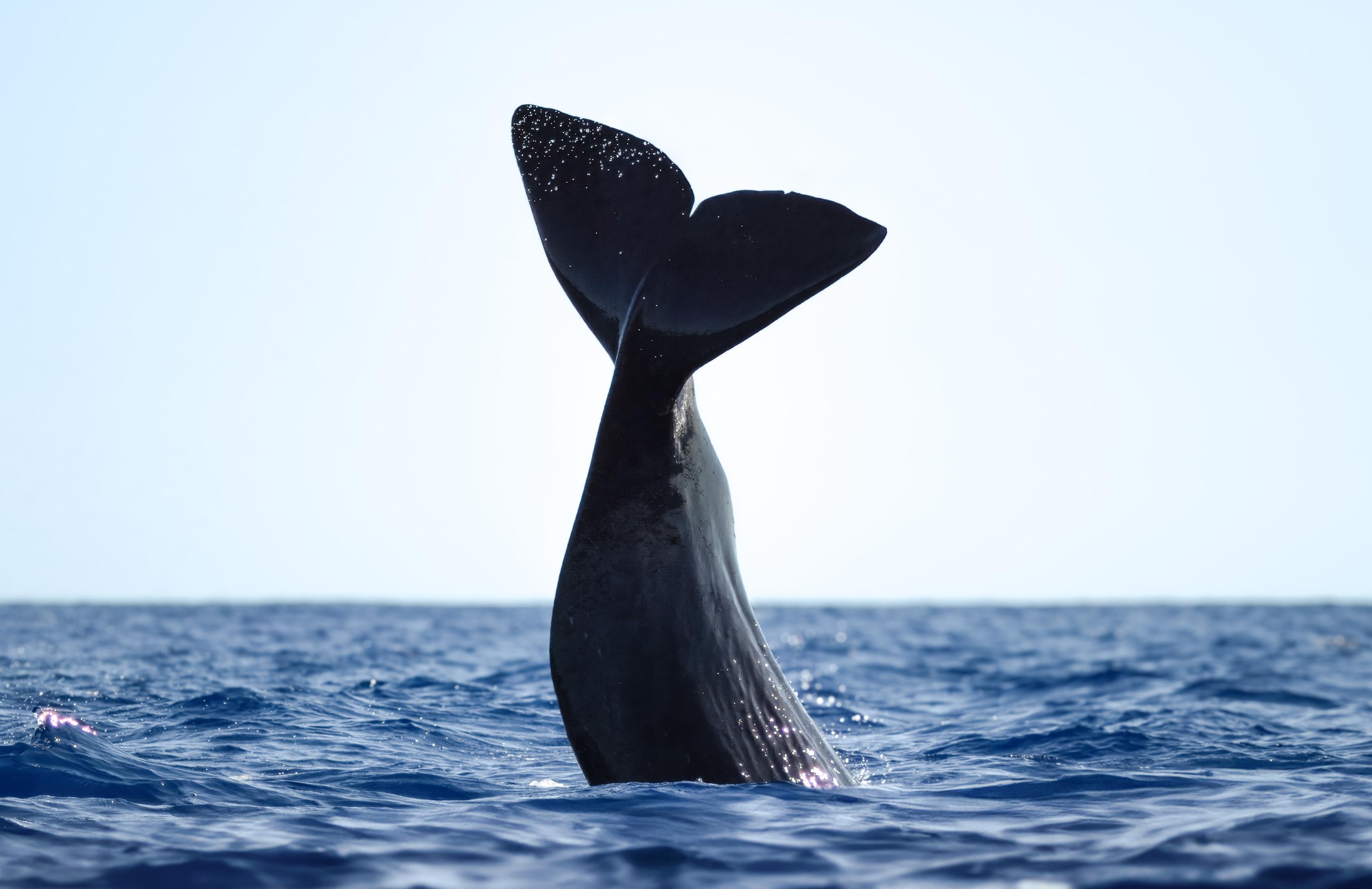 São Miguel Guided Whale-Watching Cruise with Marine Biologist