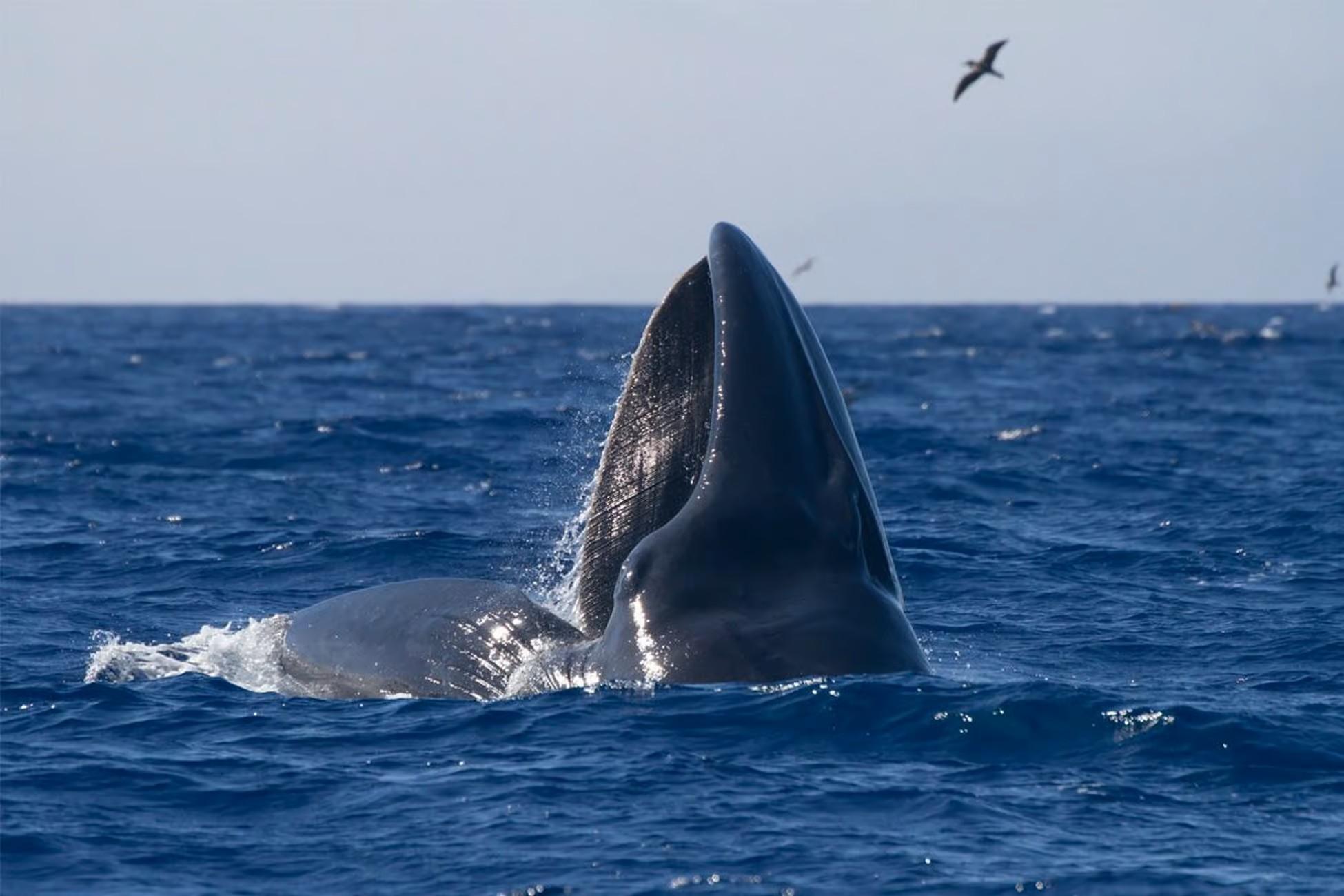 Whale & Dolphin Watching Expedition from Horta