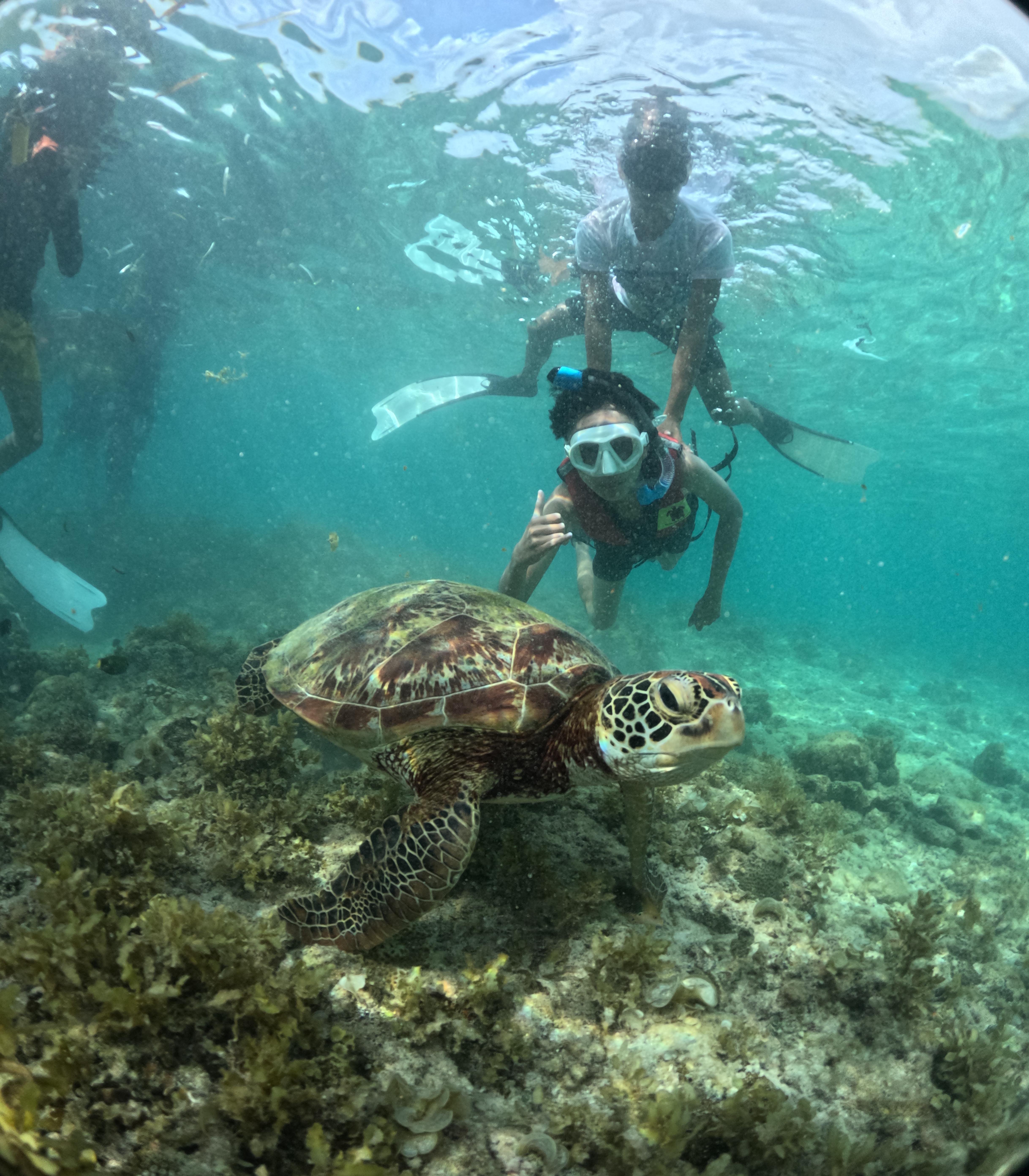 Private Oslob Whale Shark Expedition from Cebu