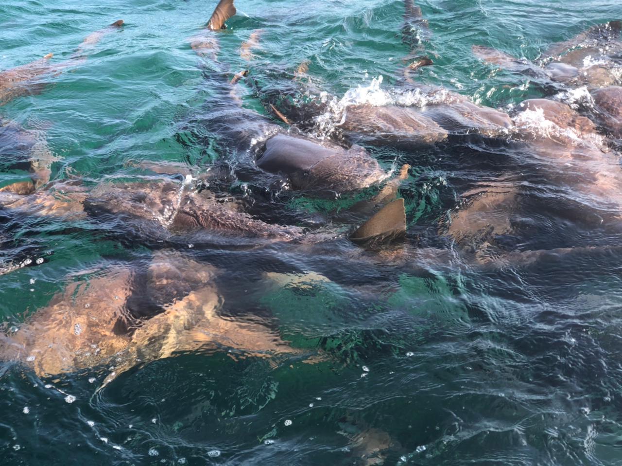 San Pedro Snorkeling Adventure: 4 Stops with Sharks & Lunch