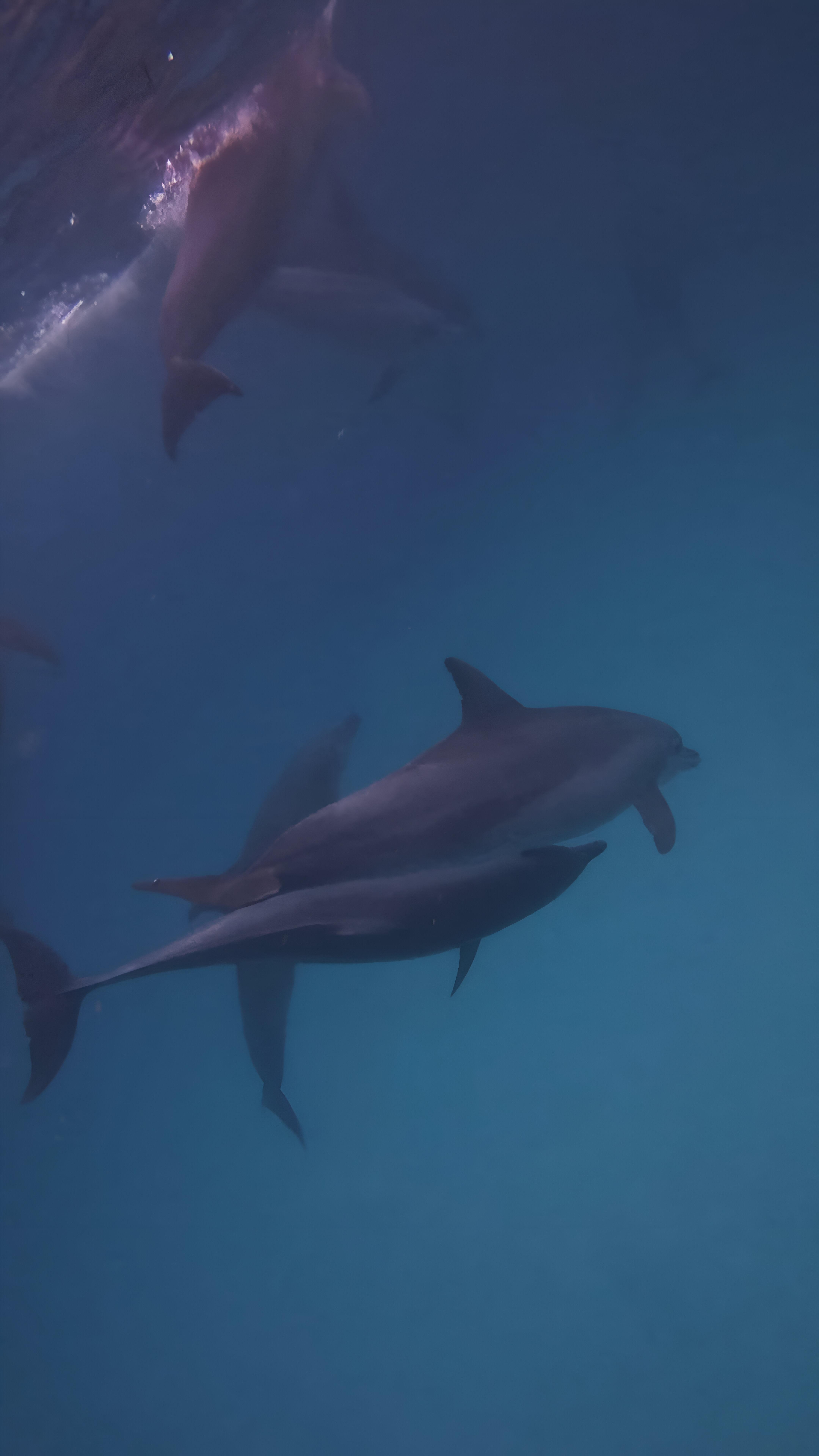 Mnemba Island Dolphin Swim & Snorkeling Adventure