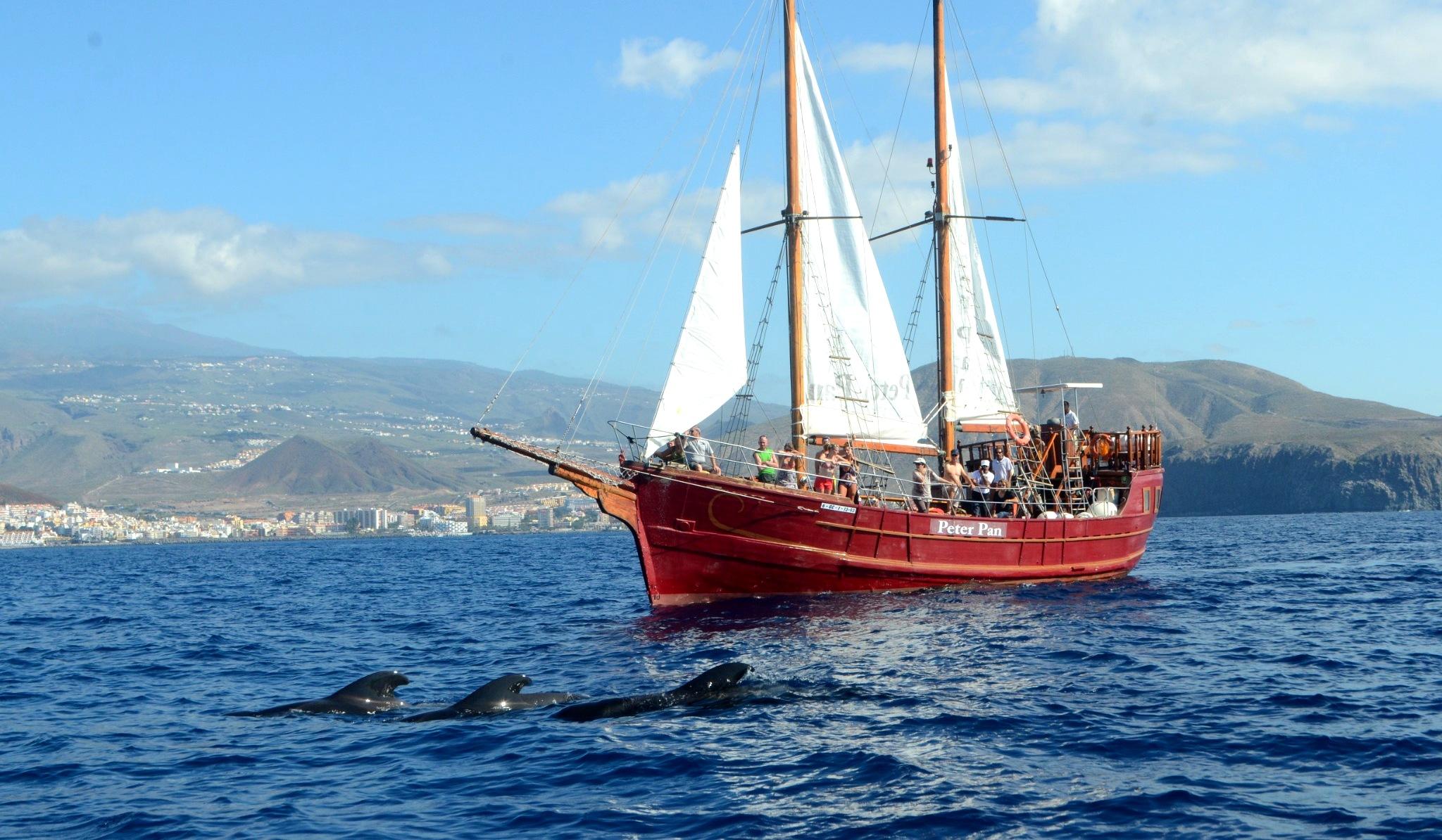 Los Cristianos: Eco-Friendly Whale Watching & Swim on a Classic Boat