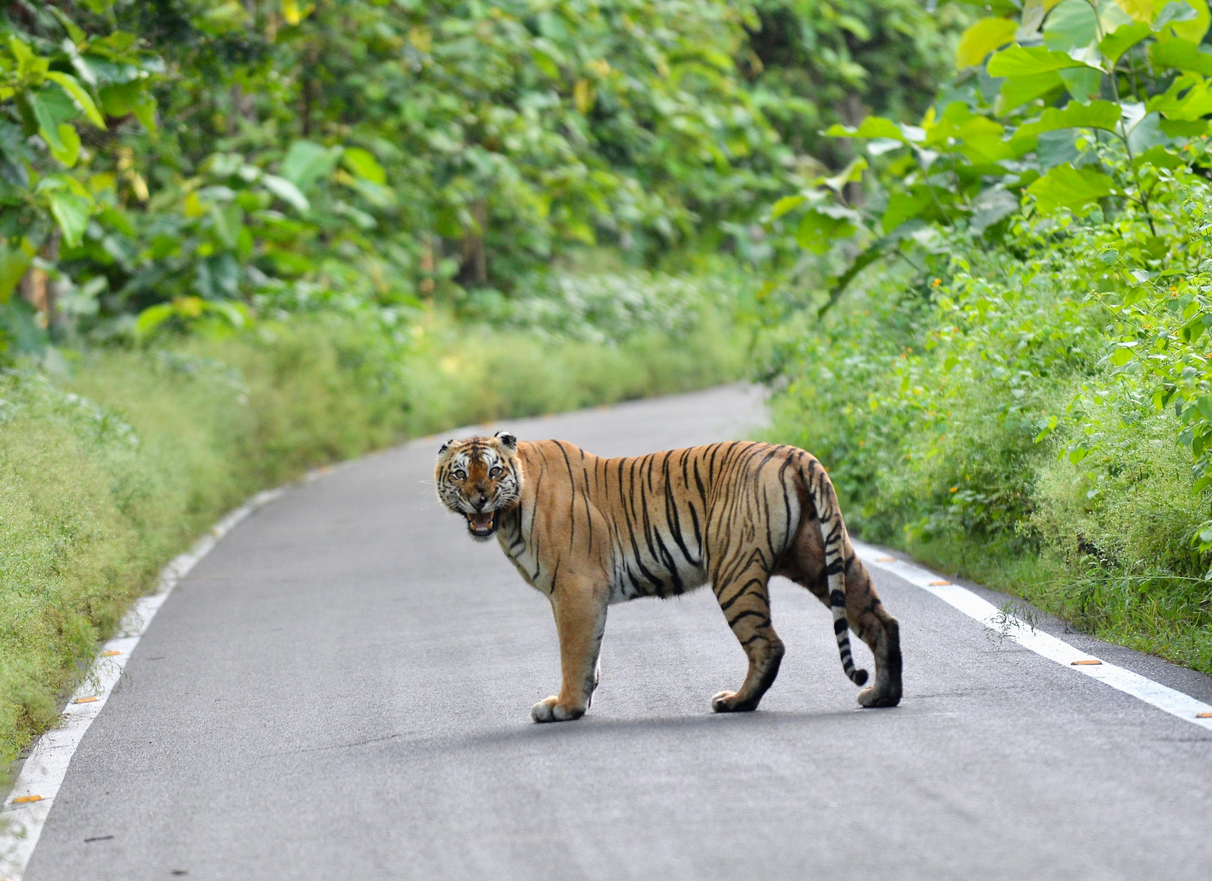 3-Day Ranthambore Tiger Safari Expedition from Delhi
