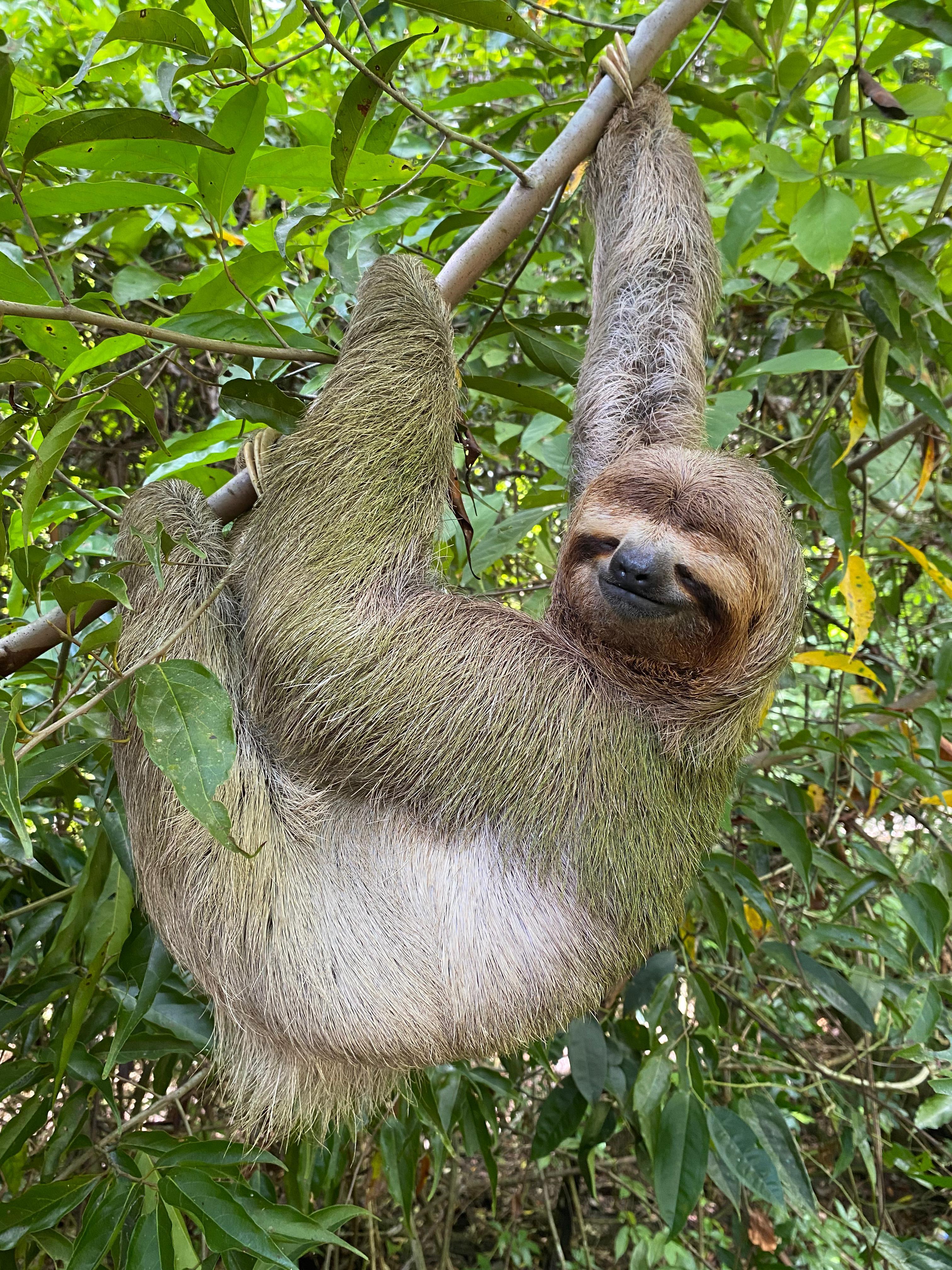 Manuel Antonio National Park: Guided Nature Walk with Park Entry