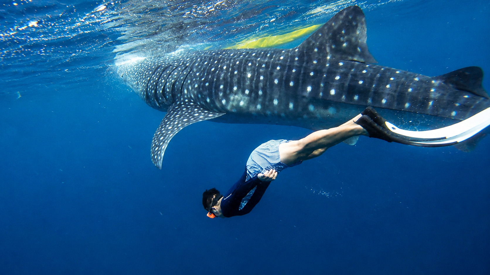 Cebu: Whale Sharks, Tumalog Falls & Sumilon Island Day Tour