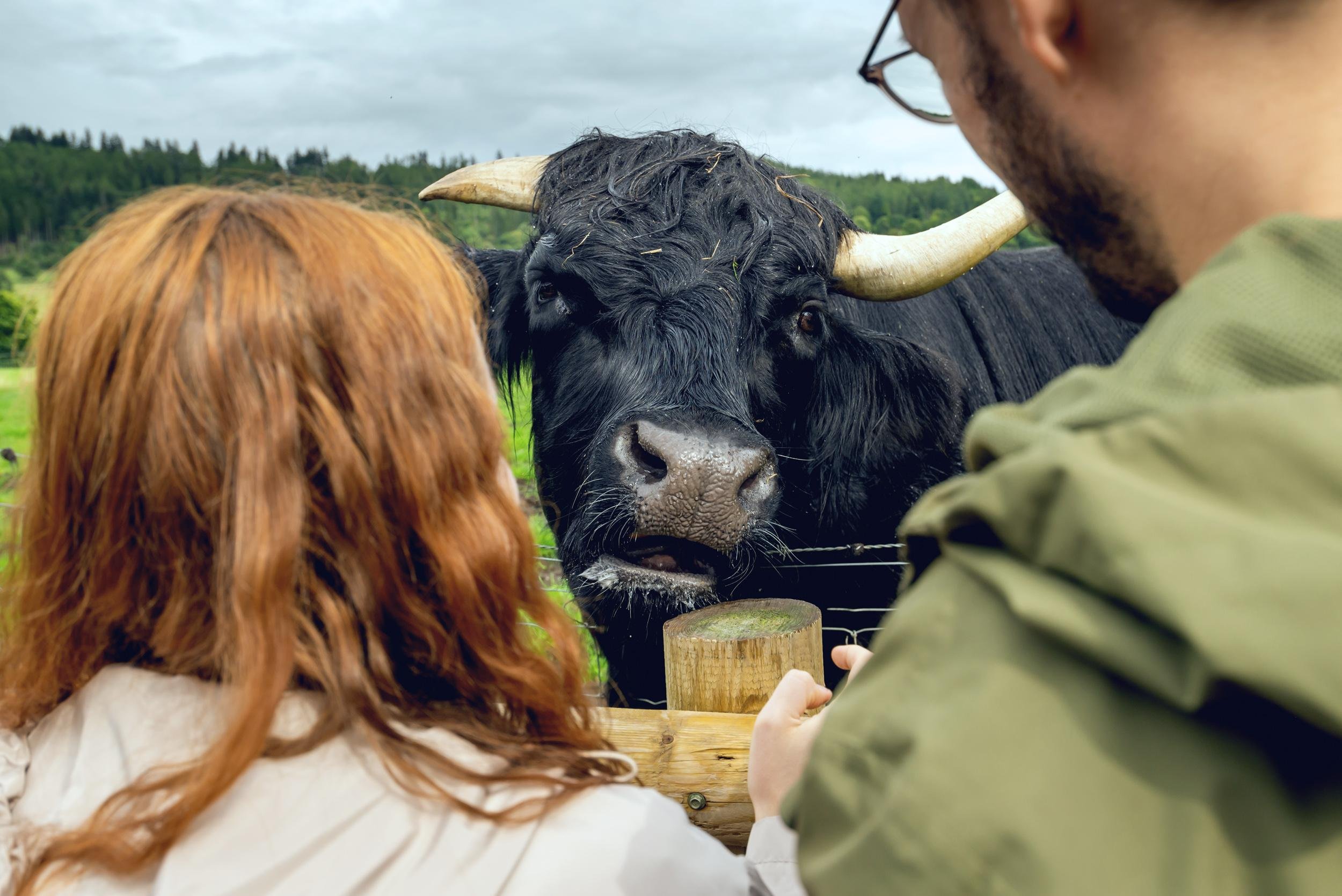 Highland Cattle & Lochs: Day Trip from Edinburgh