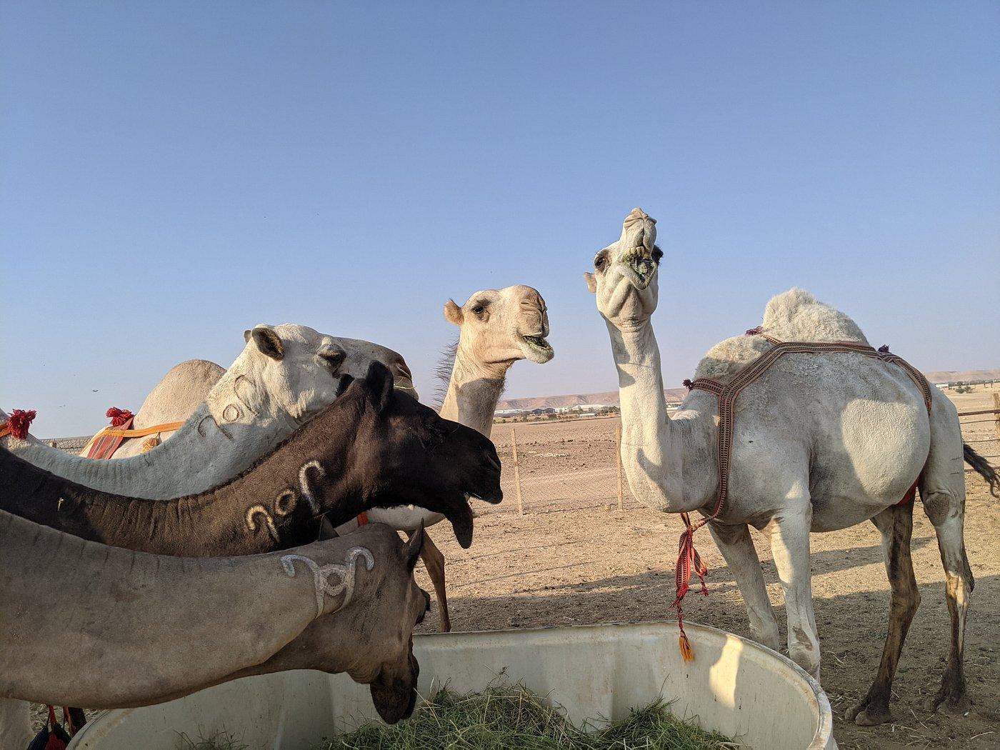 Riyadh: Private Edge of the World Desert Excursion