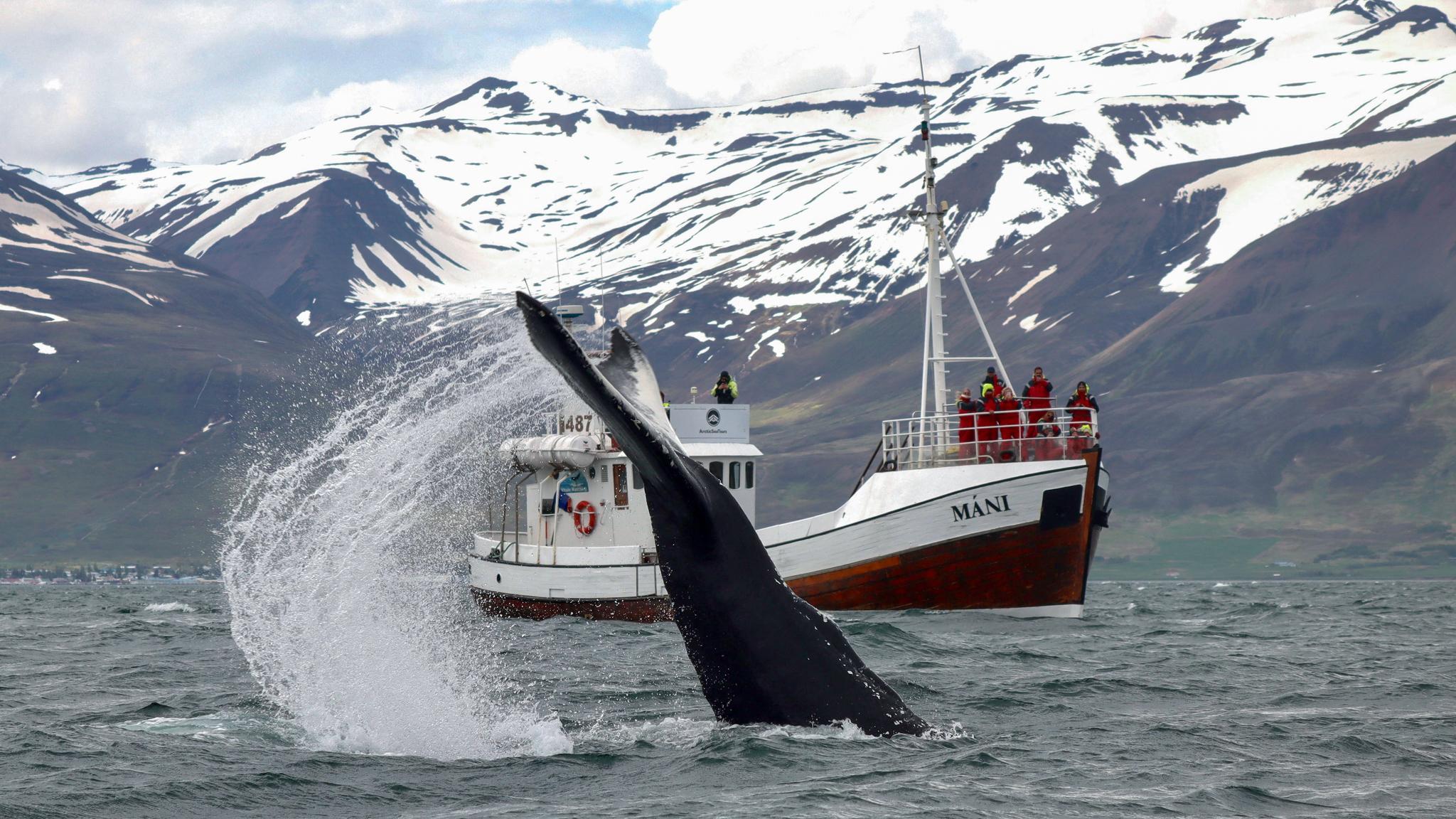 Arctic Whale Watching from Dalvik