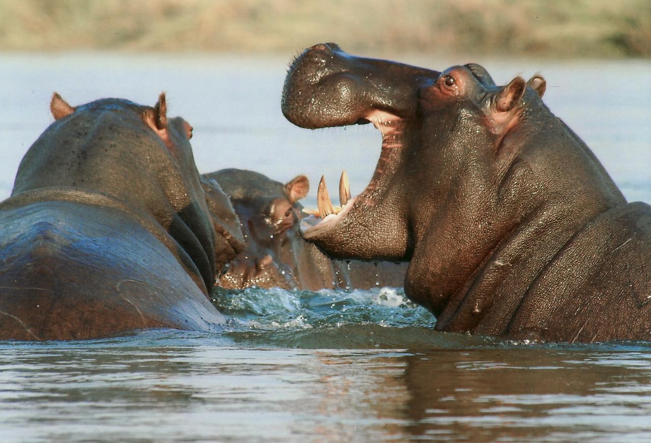 Zanzibar to Selous: Full-Day Safari with Bush Lunch (+ 2-Day Option)